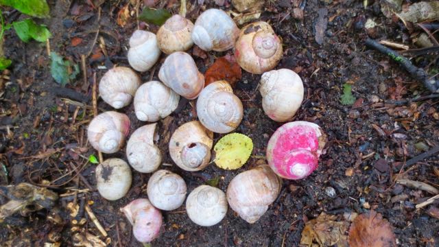 Unnur’s play with snail shells.