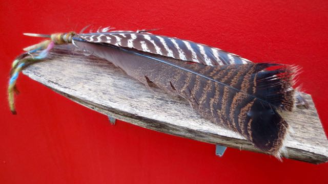 Turkey feathers from Nancy.