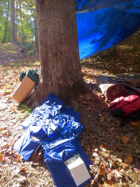 All piled up on the forest floor. It’s time to play.