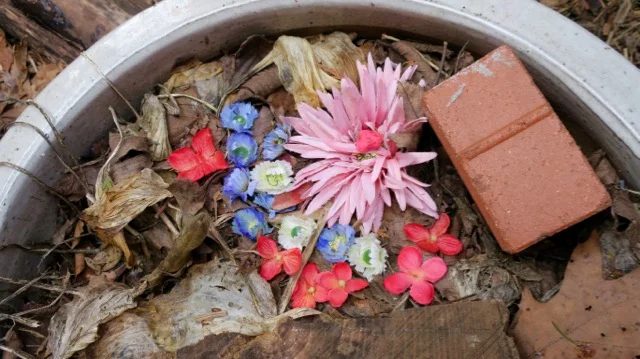 Springtime comes to the playground. These little messages of play can be found all over the playground. In the meantime, the larger messages of moving sand, planks, logs, crates, and branches tell the story of structures, pathways, and traps.