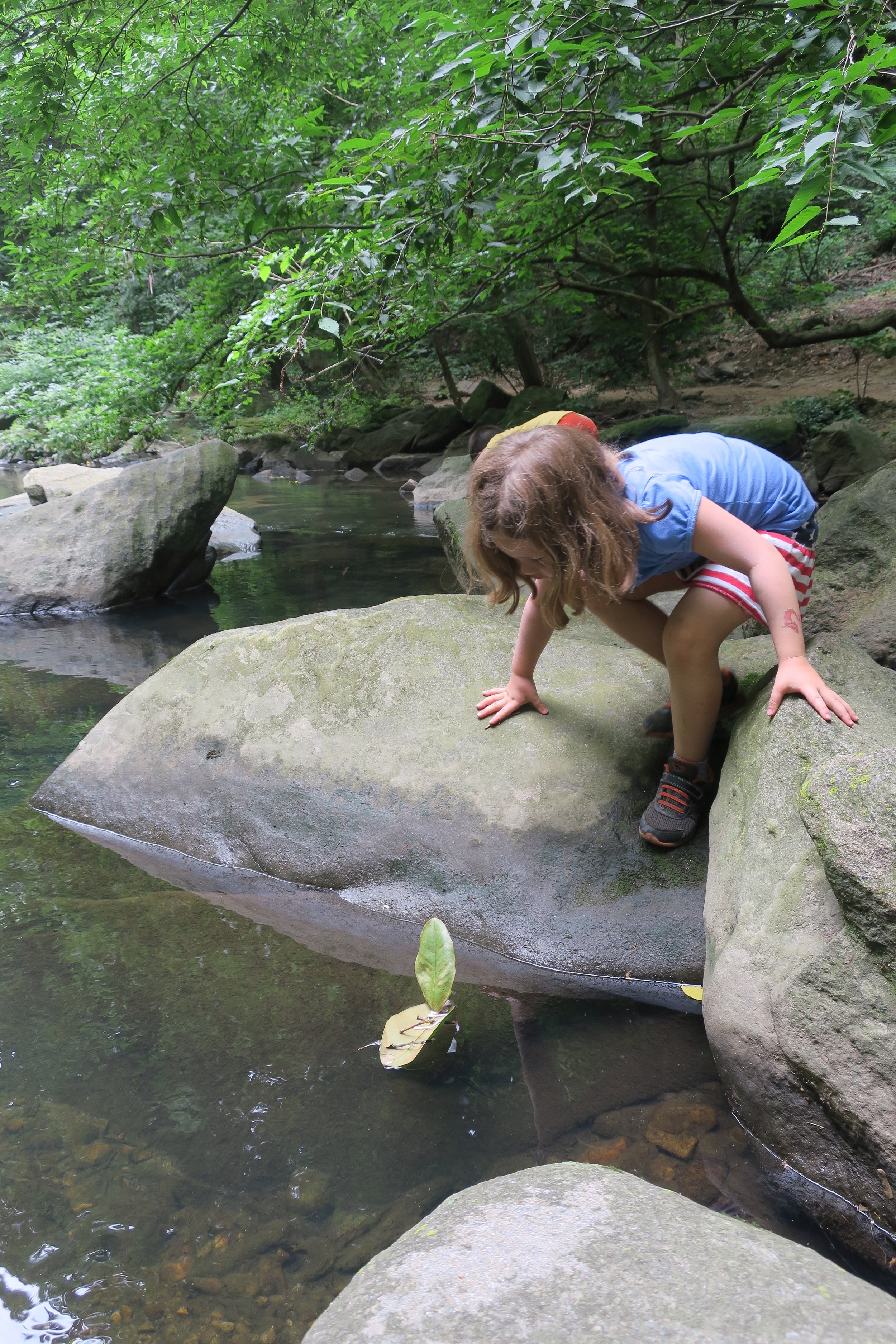 Training eye and head movement. A leaf boat is ready for launch. While birds, snapping turtles, and fish will cooperate for short periods of time, a leaf or stick boat can be placed (and followed with eye and body) longer.