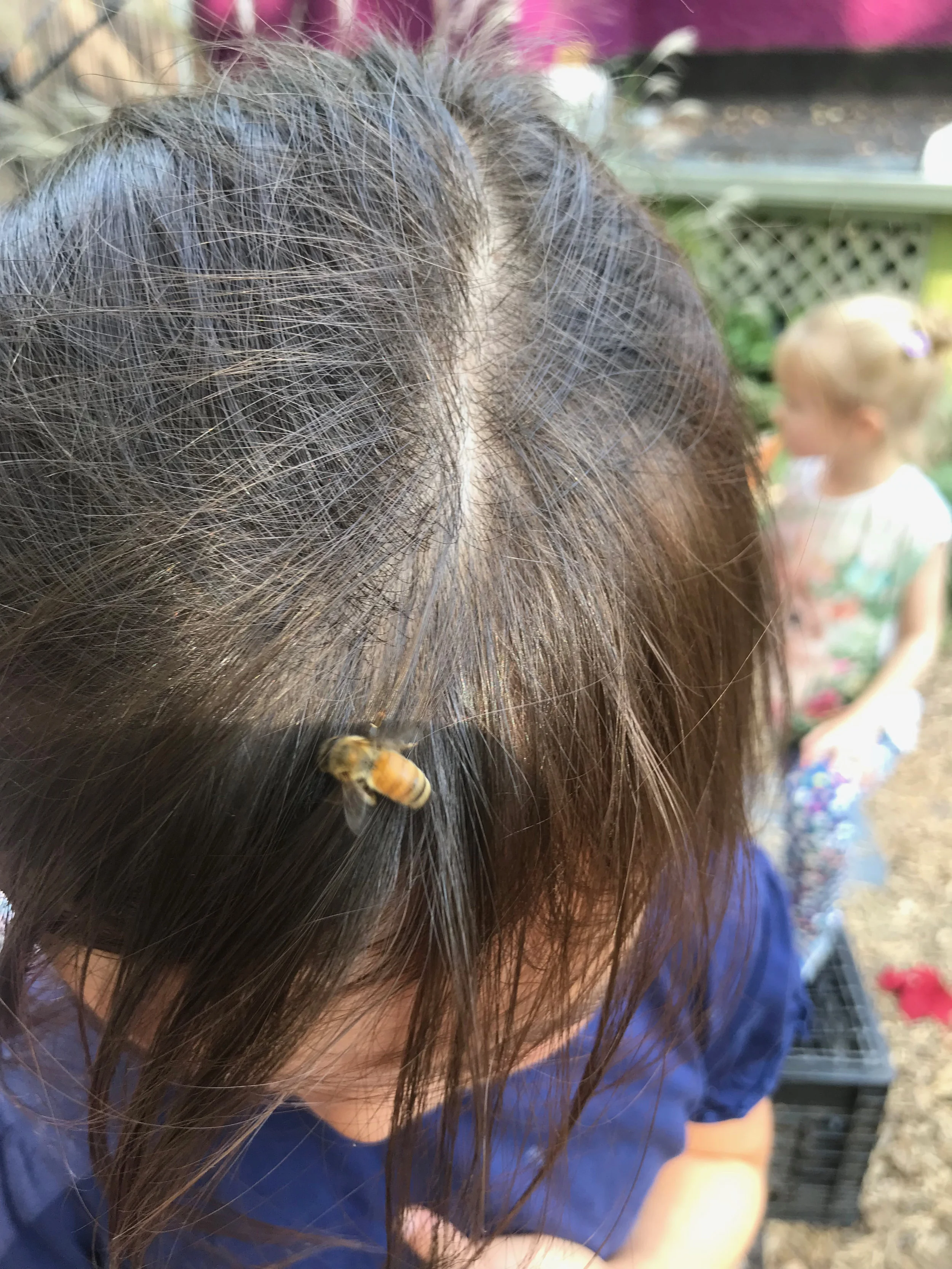 A honey bee drone. Standing still and allowing us to get a photo helped us both identify the flying insect and provided comfort to the children gripped in fear of getting stung.