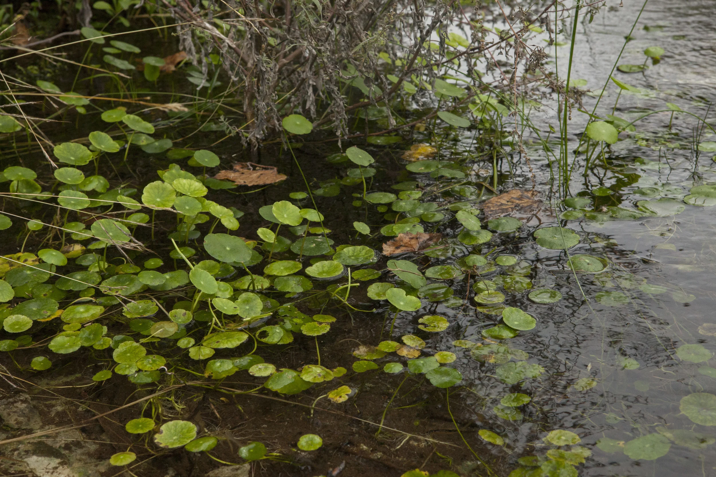 devils river-portfolio4.JPG