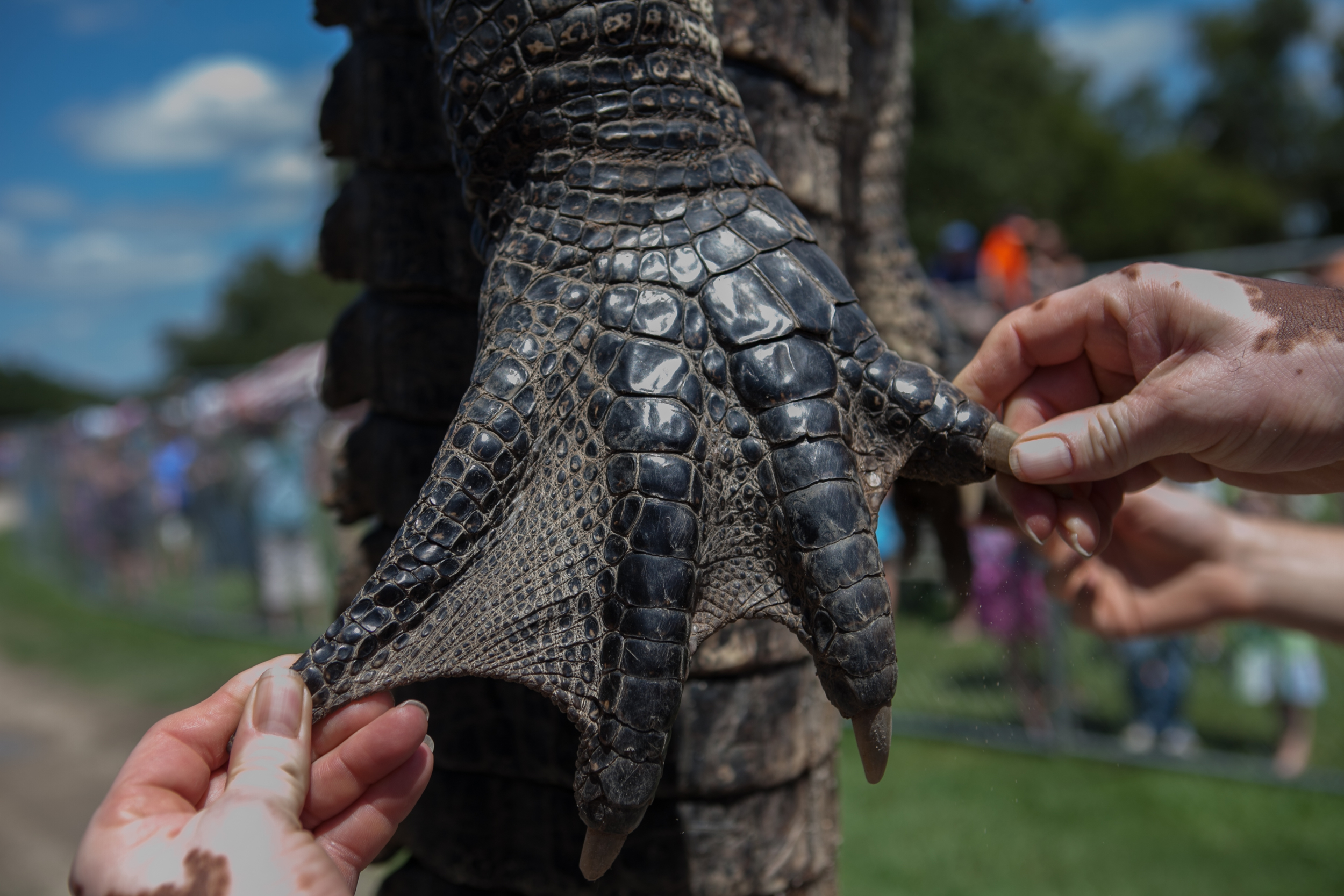 LBS-TexasGatorFest-Observer-22.jpg