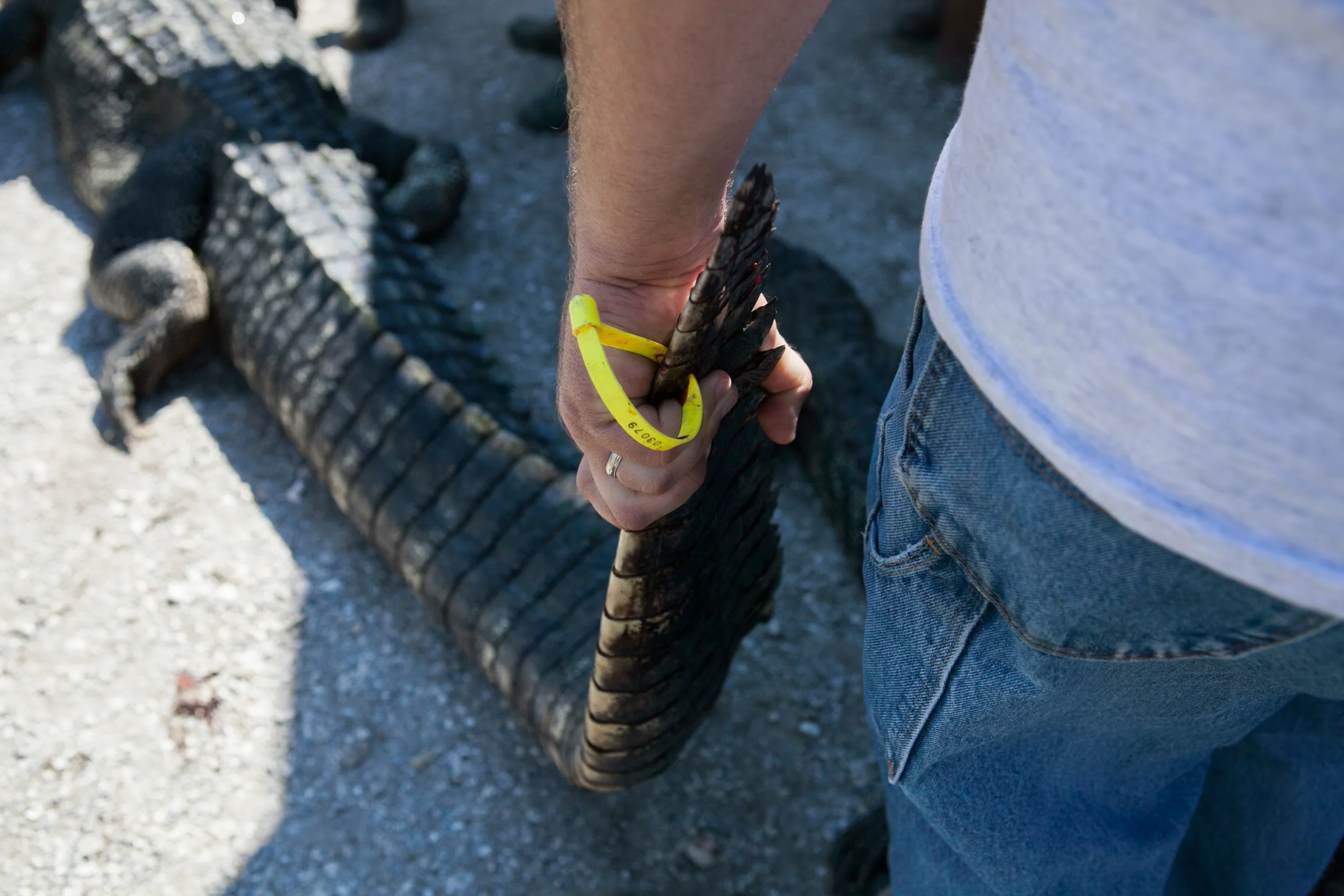 LBS-TexasGatorFest-Observer-31.jpg