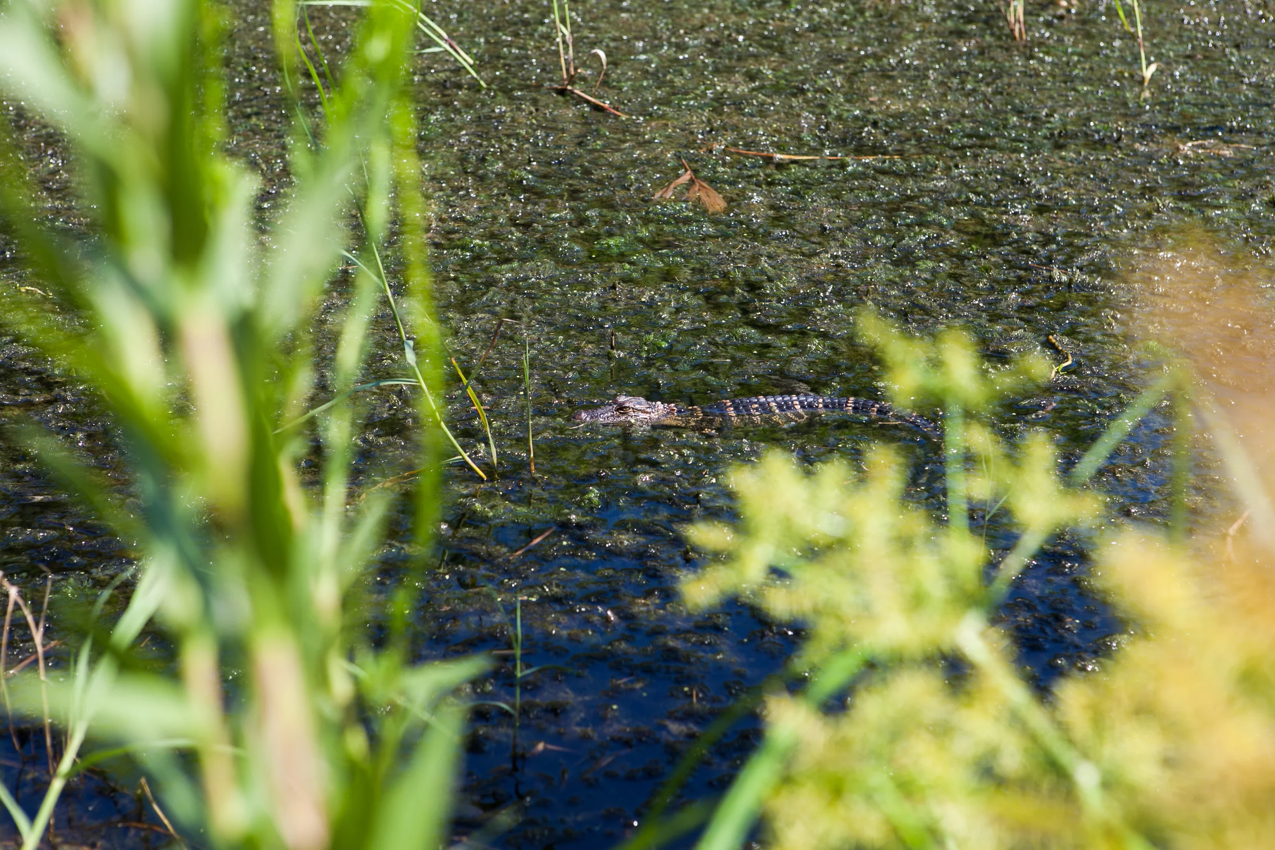 LBS-TexasGatorFest-Observer-38.jpg
