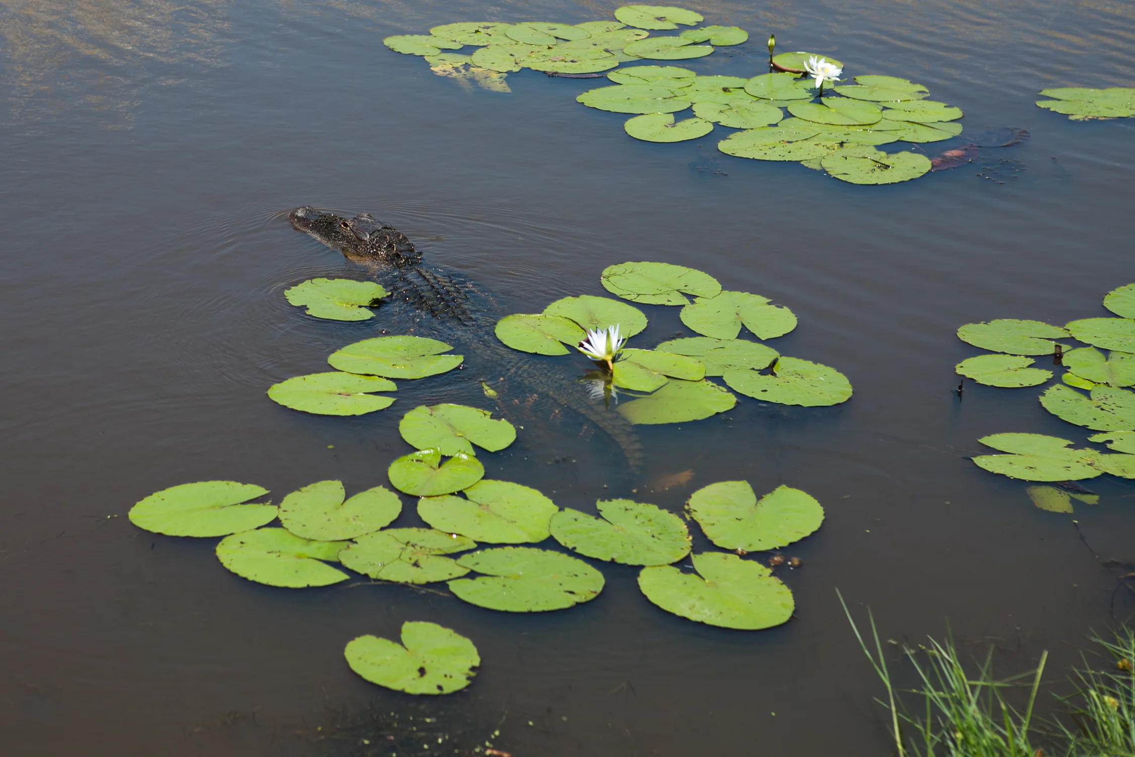 LBS-TexasGatorFest-Observer-41.jpg