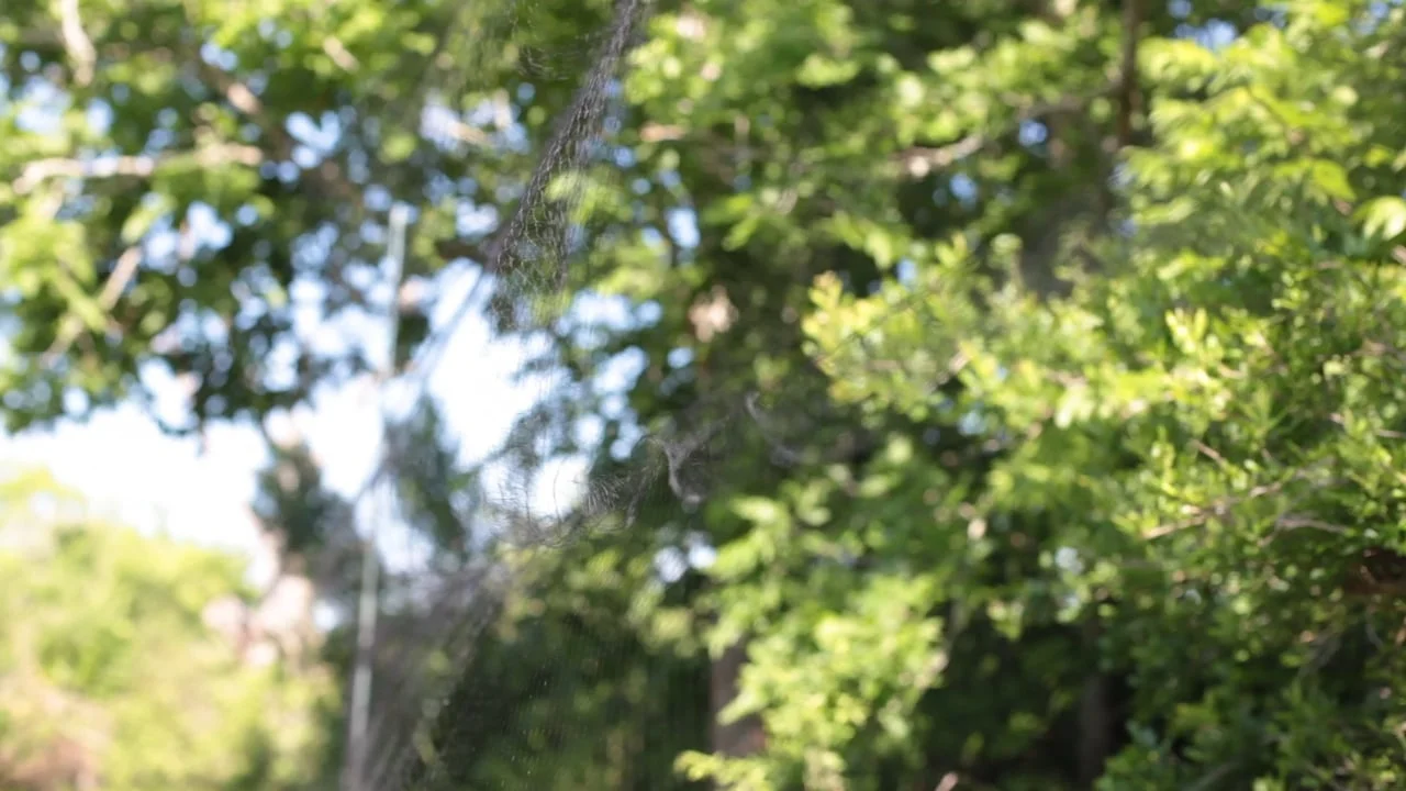 Bird Banding at Mad Island Marsh Preserve
