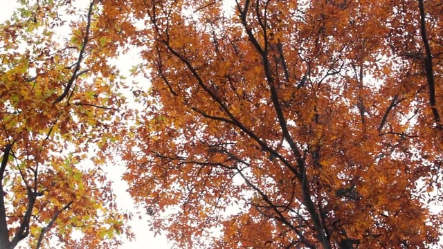 Restoration Spotlight: A forest's hopes rest on golden wings