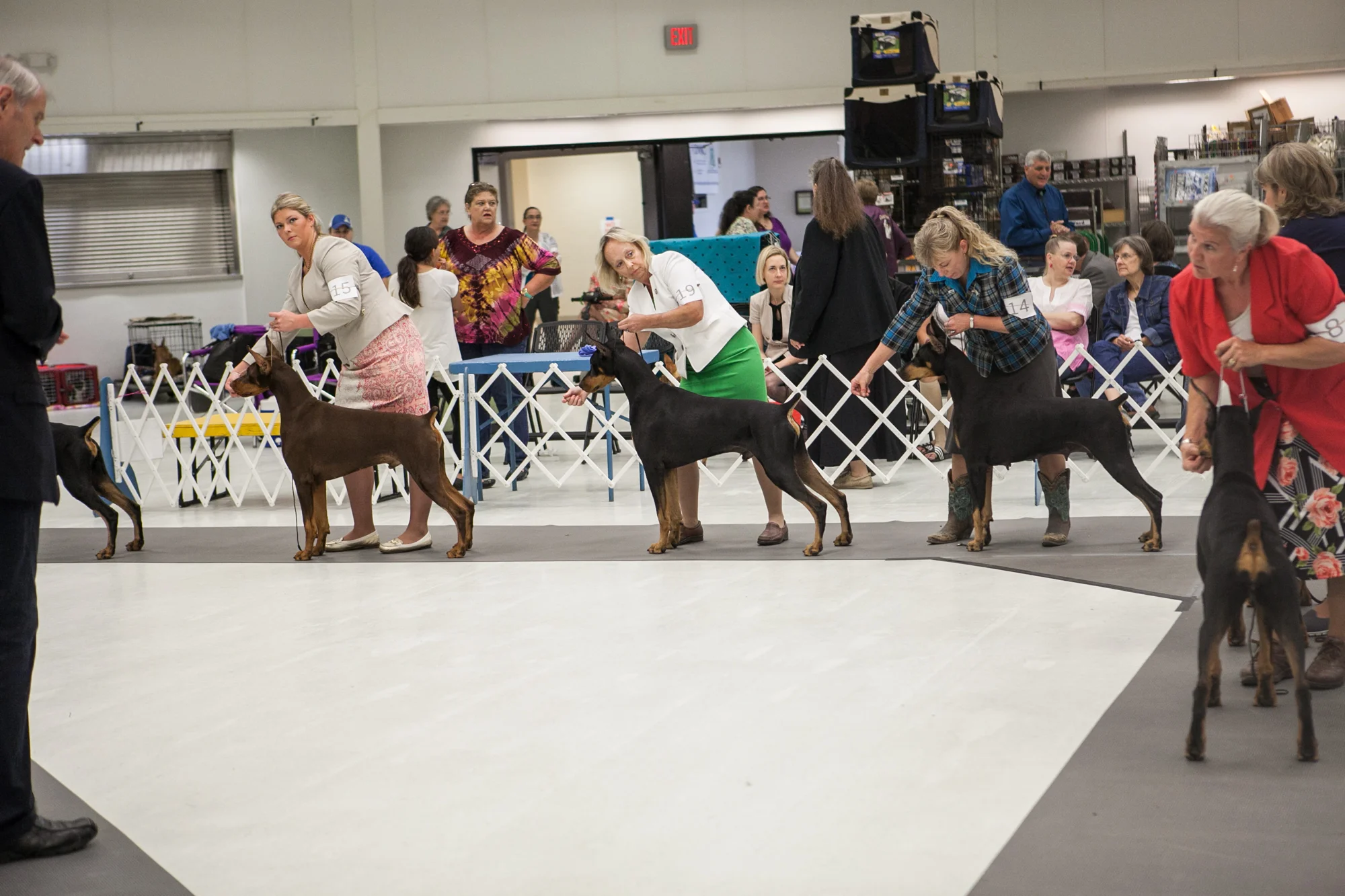 Dog_show_victoria_gallery_11.jpg