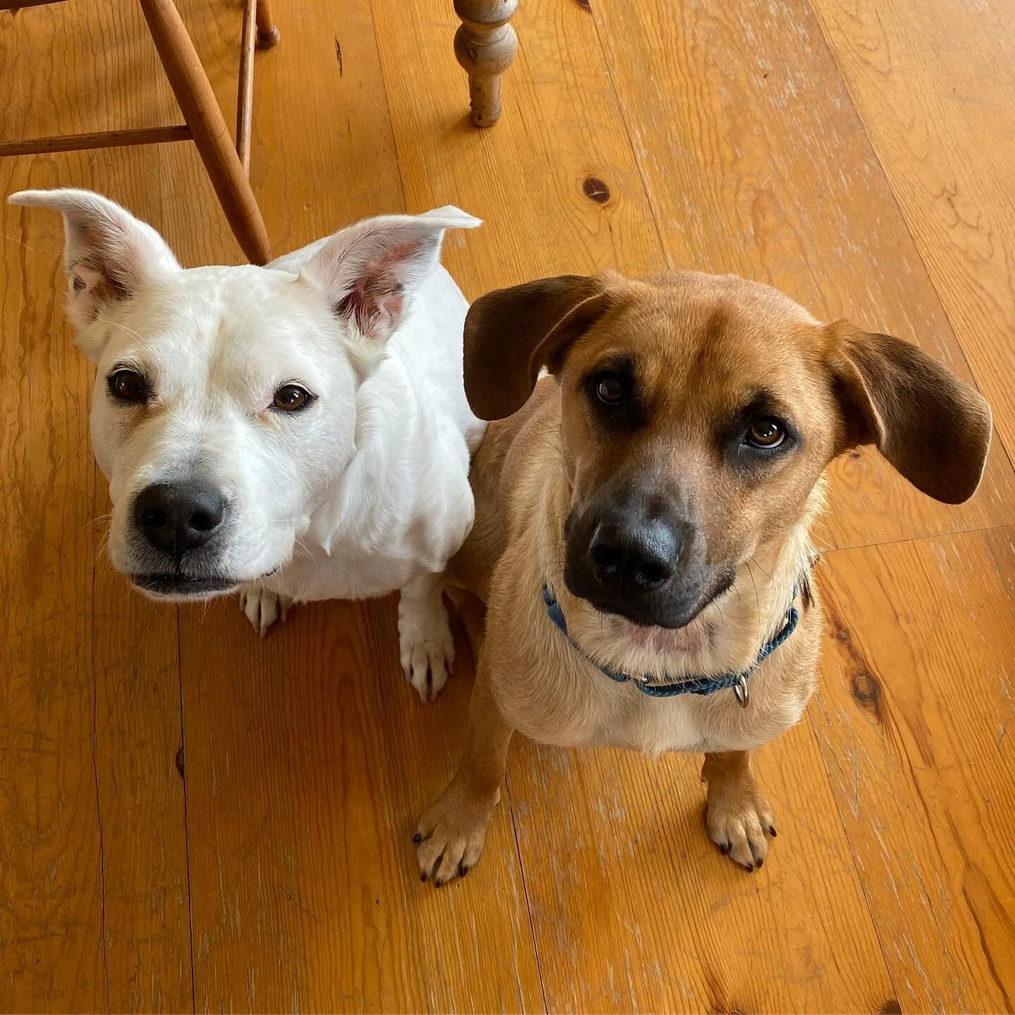 Hi ya&rsquo;ll. Meet Buddy, our foster dog through @seattlehumane . Buddy is a 2 yr old Black Mouth Cur/Shepherd mix who was transferred up from a shelter in Texas back in March. 
Buddy has been living with us for the past 2 months, and is now up for