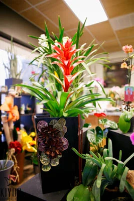 Bromeliad #1