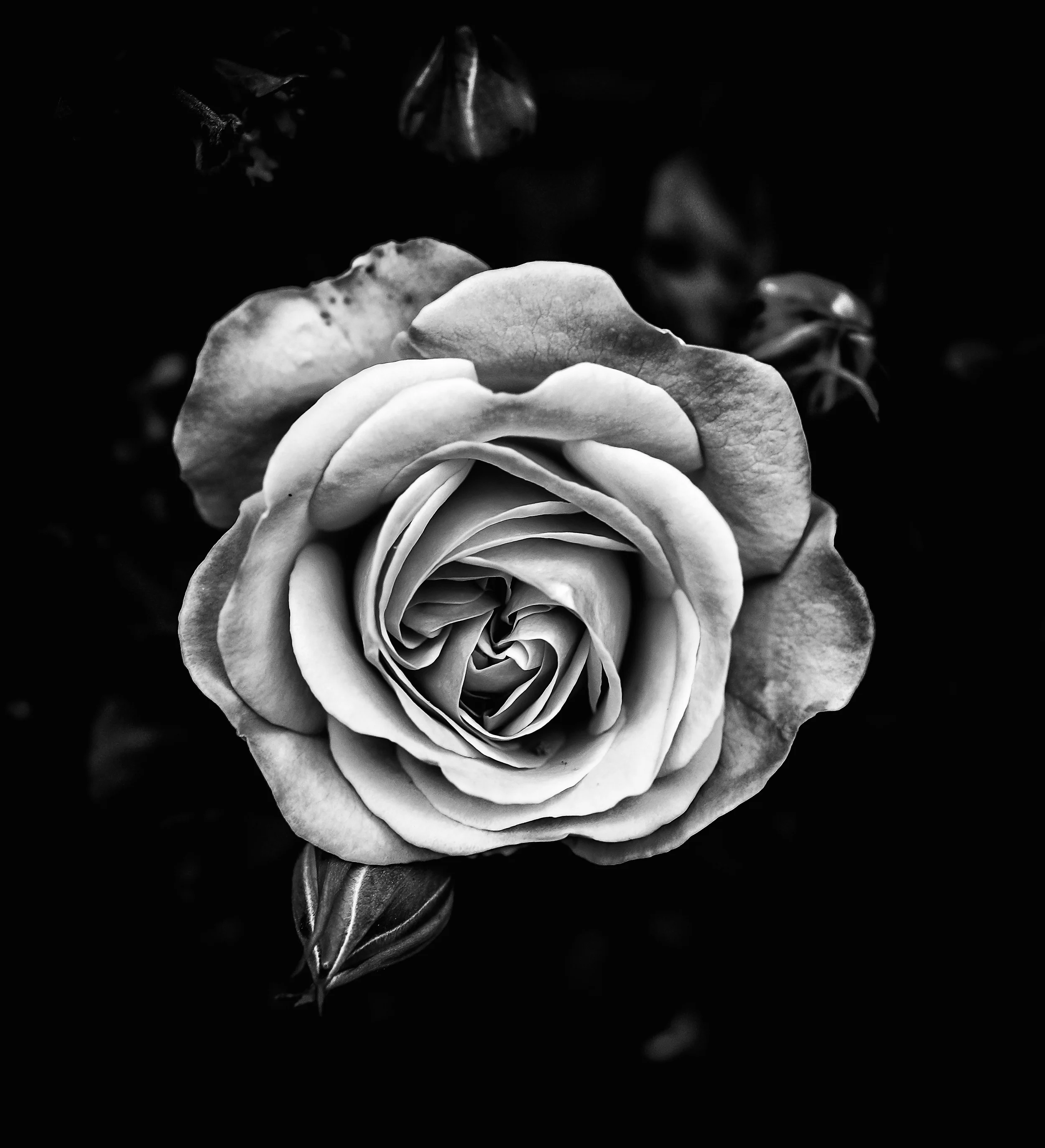 Der Rosenkavalier (Strauss)