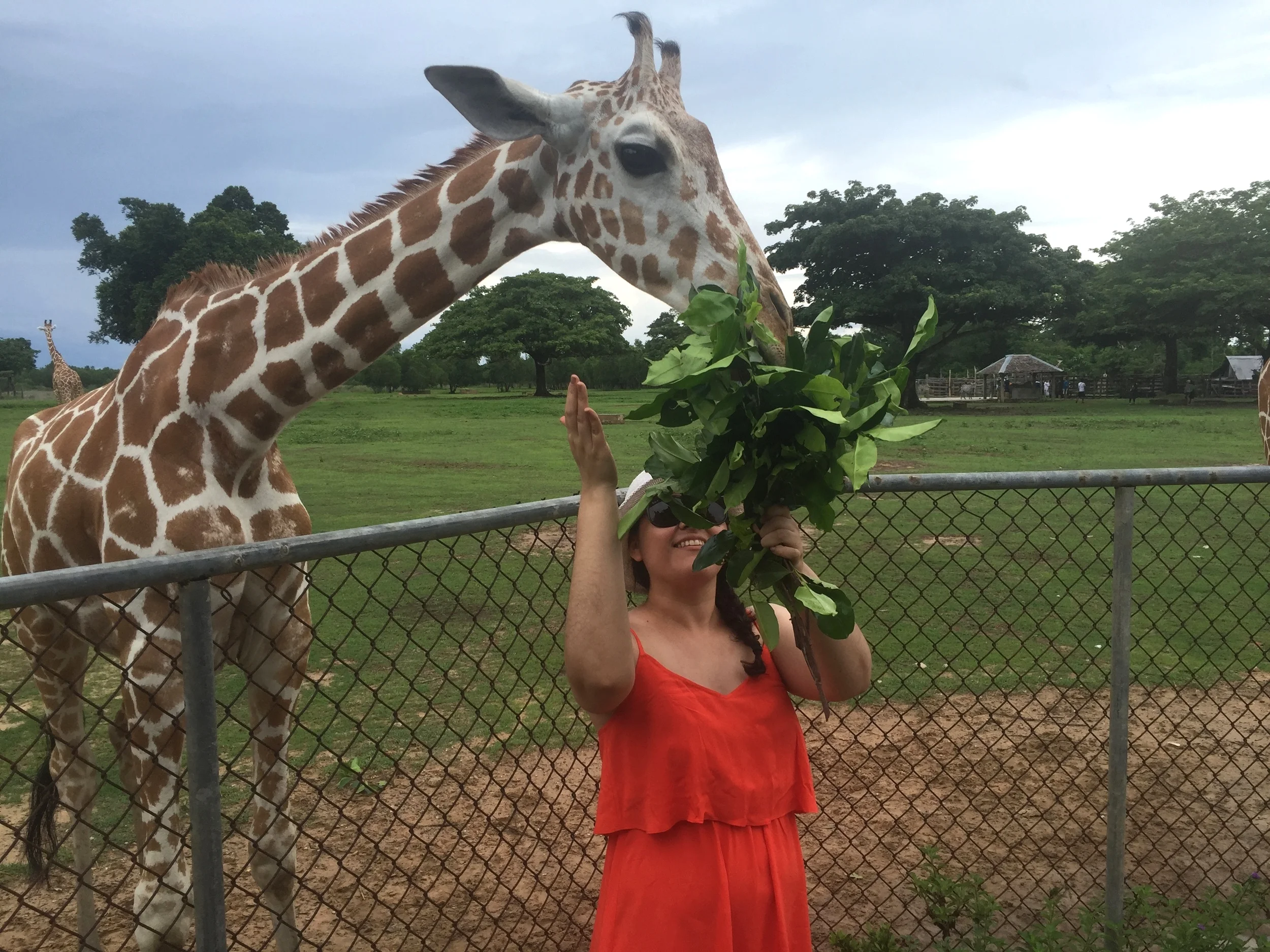 to see Giraffes !!!! and other wildlife at the Safari Park on the island.