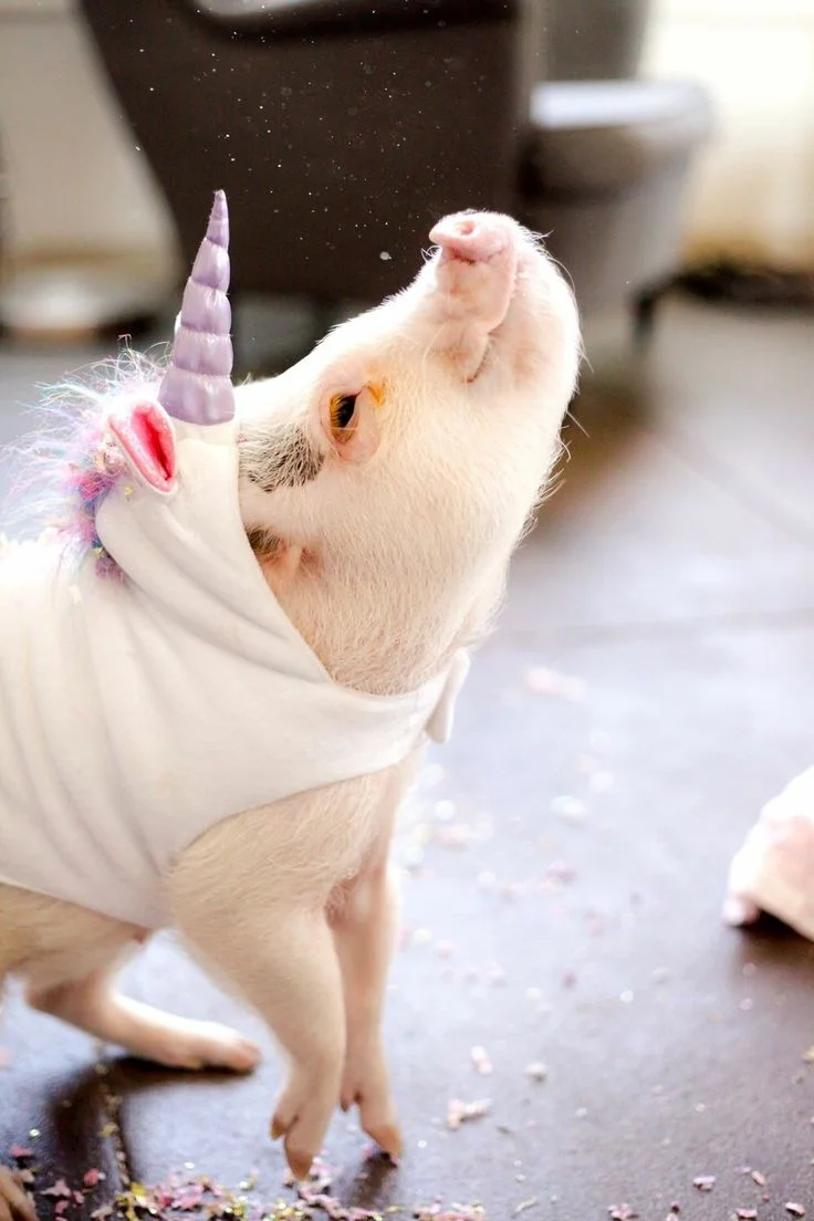 Pig Unicorn.jpg