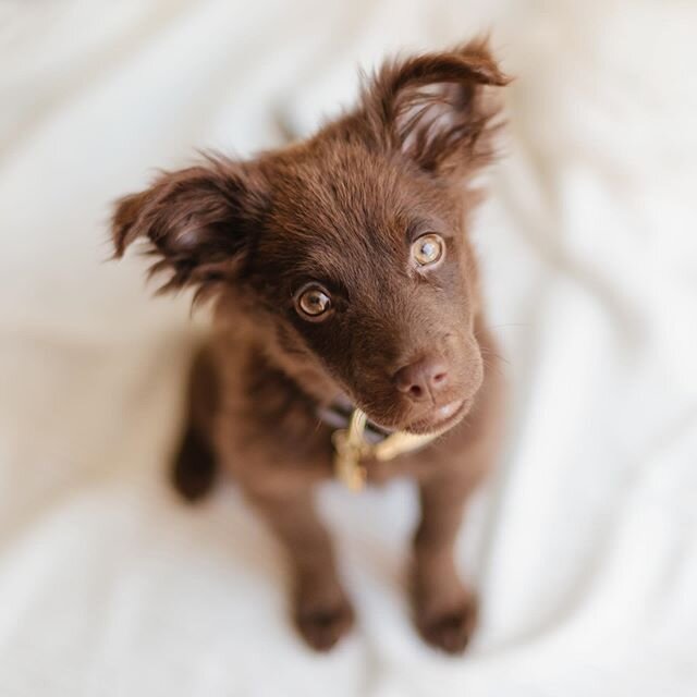 Christmas 2019 is all about this little girl. Her name is Leviosa, but we call her Osa (the name her rescuer gave her). ❤️😄 We loved expanding our family with her. We hope your day is amazing, Merry Christmas and Happy Holidays!! xo