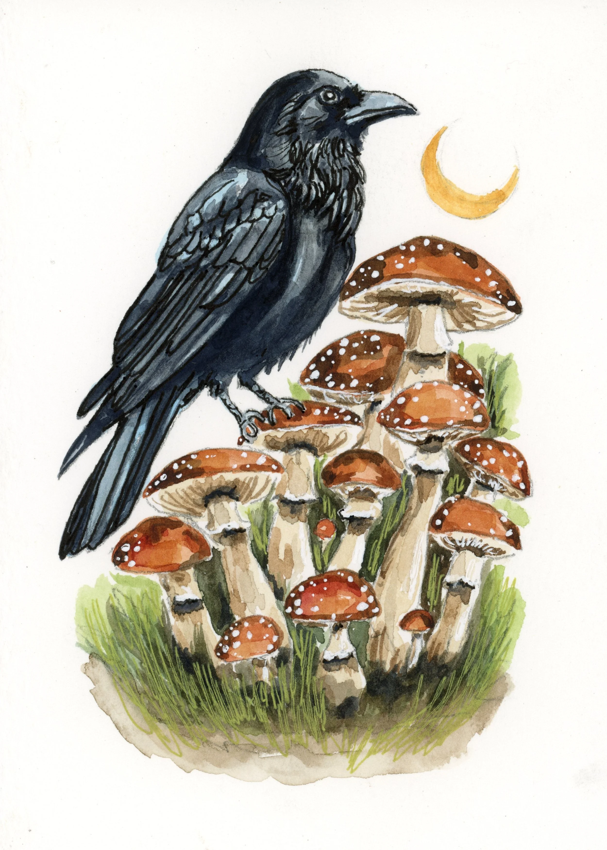 Crow on Mushrooms 1 5 x 7 Watercolor and Ink on Paper