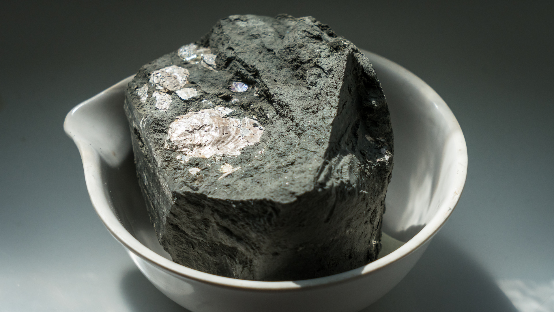 A fossilised clam in a piece of rock core brought up from below the seabed. Fossils help the scientists to tell the age of the rocks and what kind of environment they were living in.