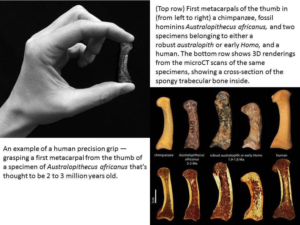 Maybe Early Humans Weren't The First To Get A Good Grip