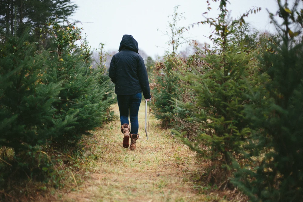 Hunting for trees