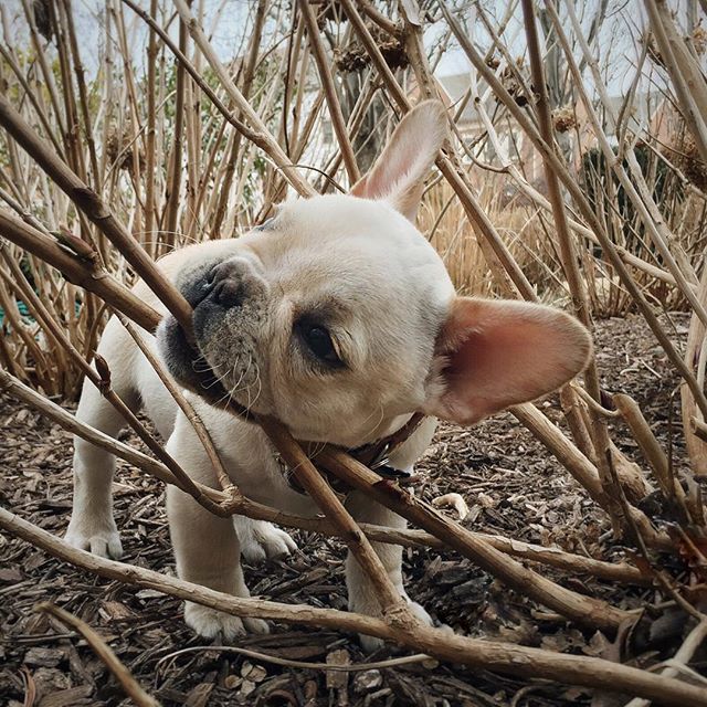 Wonder what this tastes like...? #frenchie #frenchies #frenchiepuppy #frenchbulldog  #frenchbully #puppy