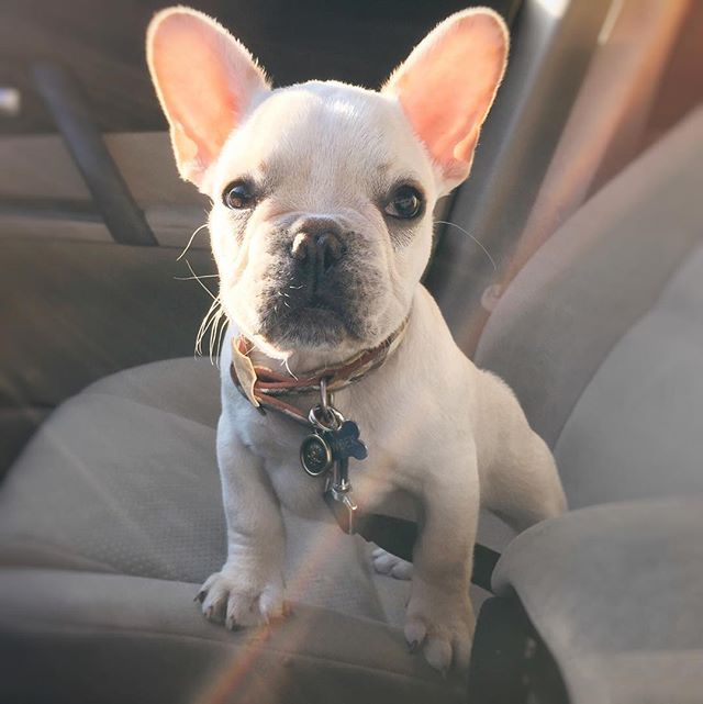 Excited for his first day of school @theboardhound #Bowser #puppy #frenchbully #frenchbulldog #frenchies #frenchiepuppy #frenchie