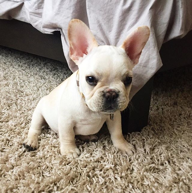 Someone got in trouble for hiding under the bed. #Bowser #frenchie #frenchies #frenchbulldog #frenchbully #frenchiepuppy #puppy