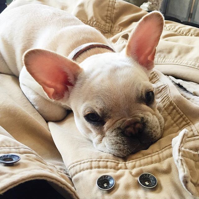 This jacket you want is very comfy. #frenchiepuppy #frenchbulldog #frenchbully #frenchies #frenchie #Bowser