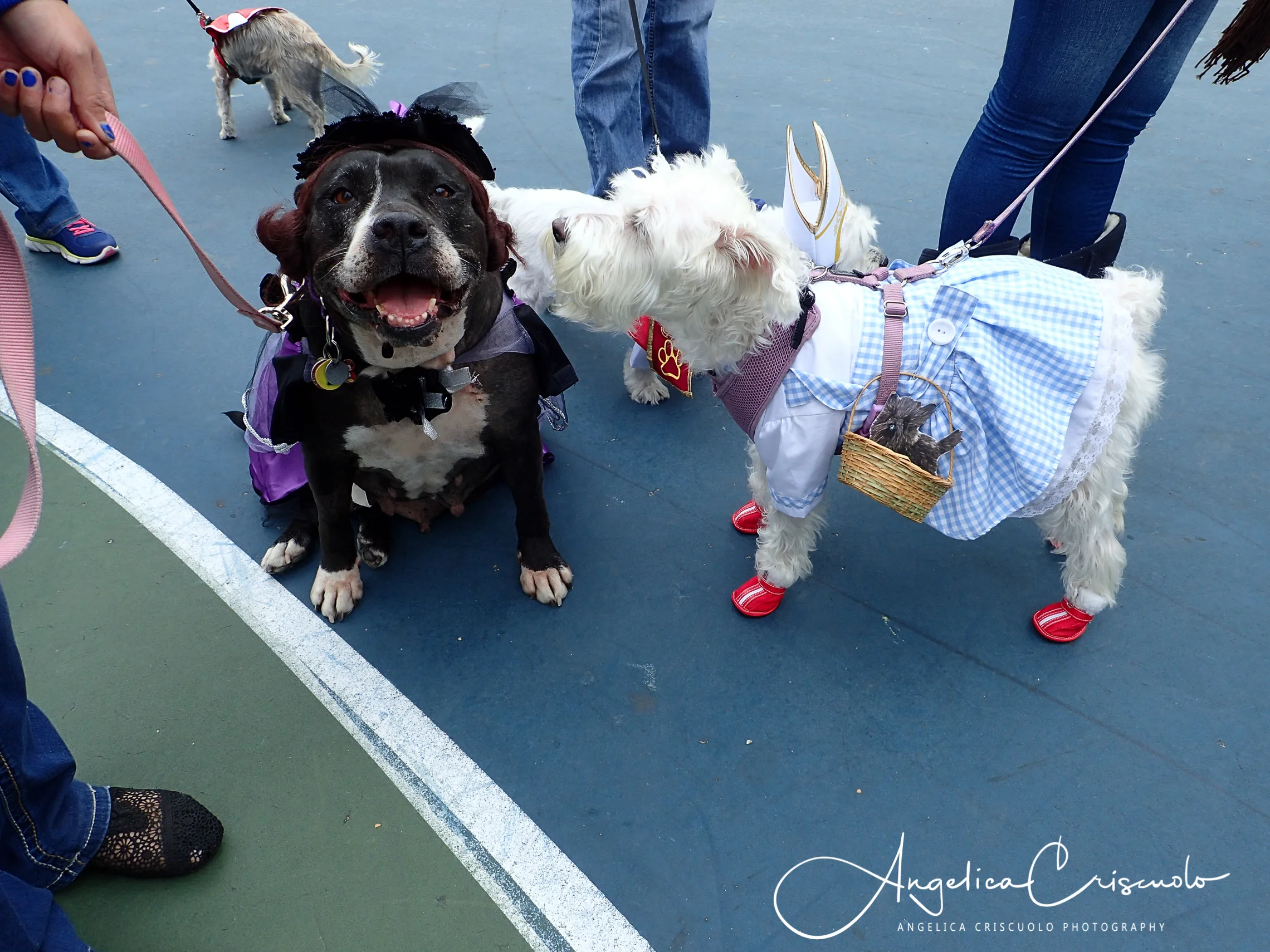 Skillman Pet Parade - Woodside On The Move