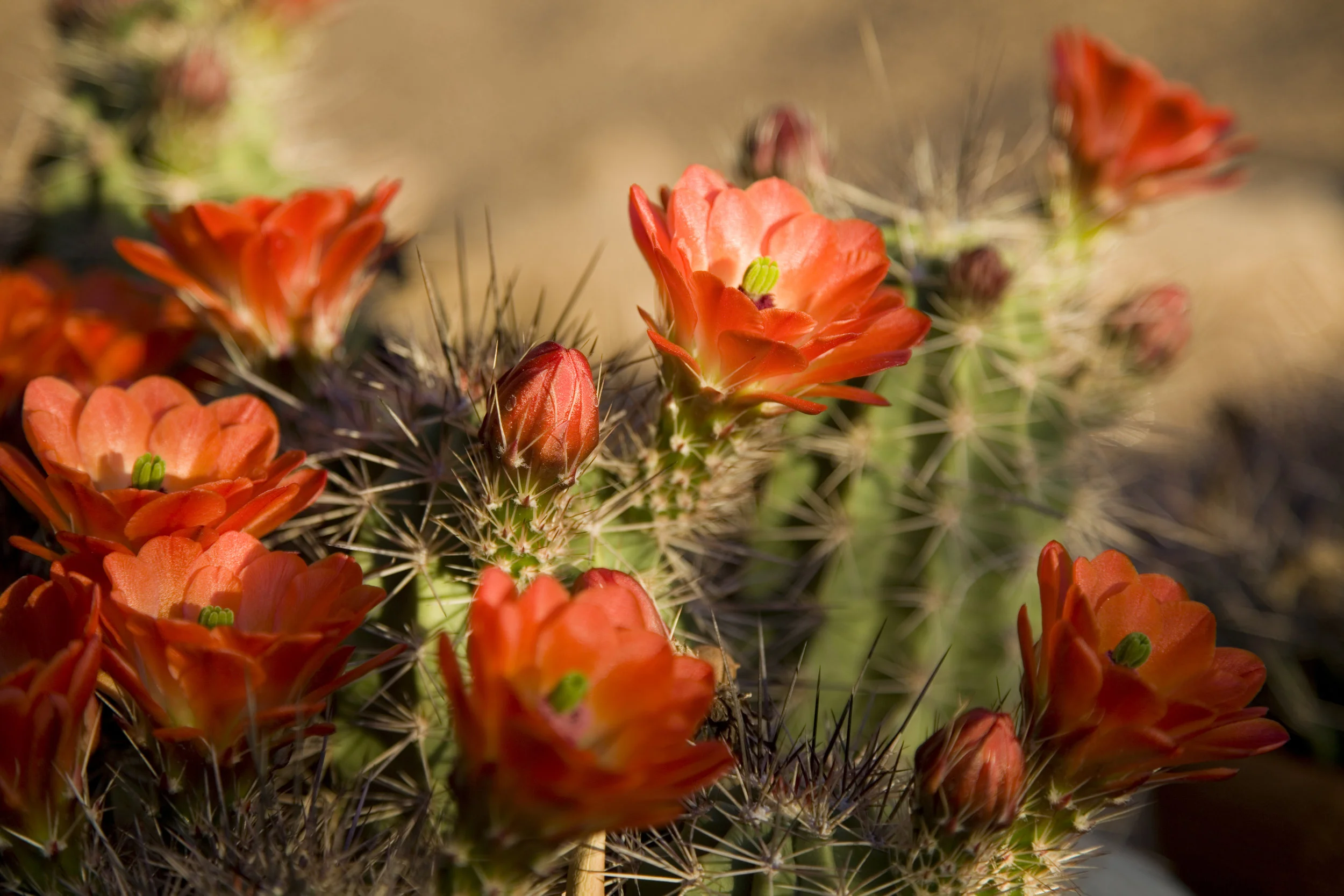 iStock-182741186.jpg
