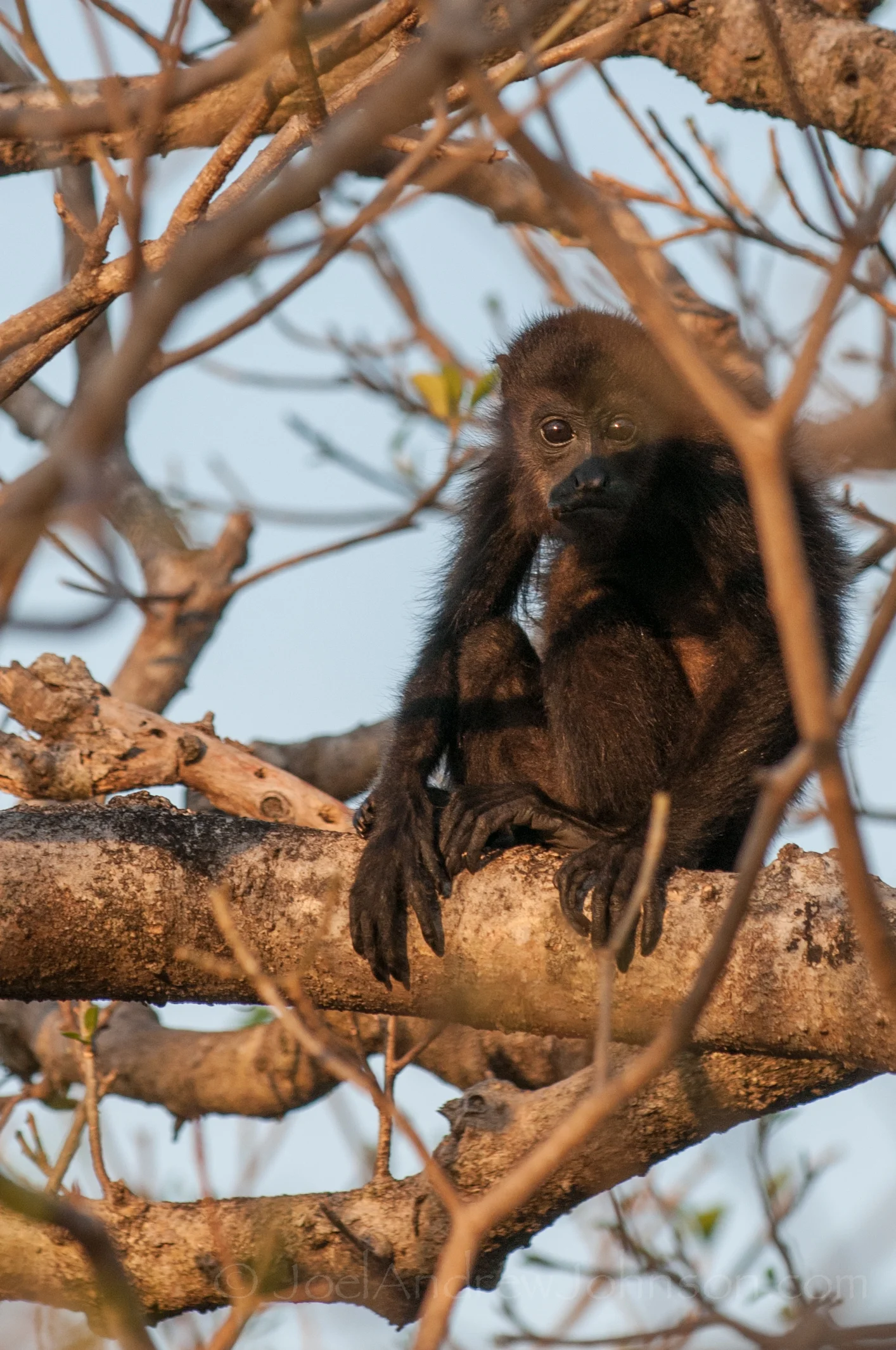 Wildlife abounds in Balcones de Majagual
