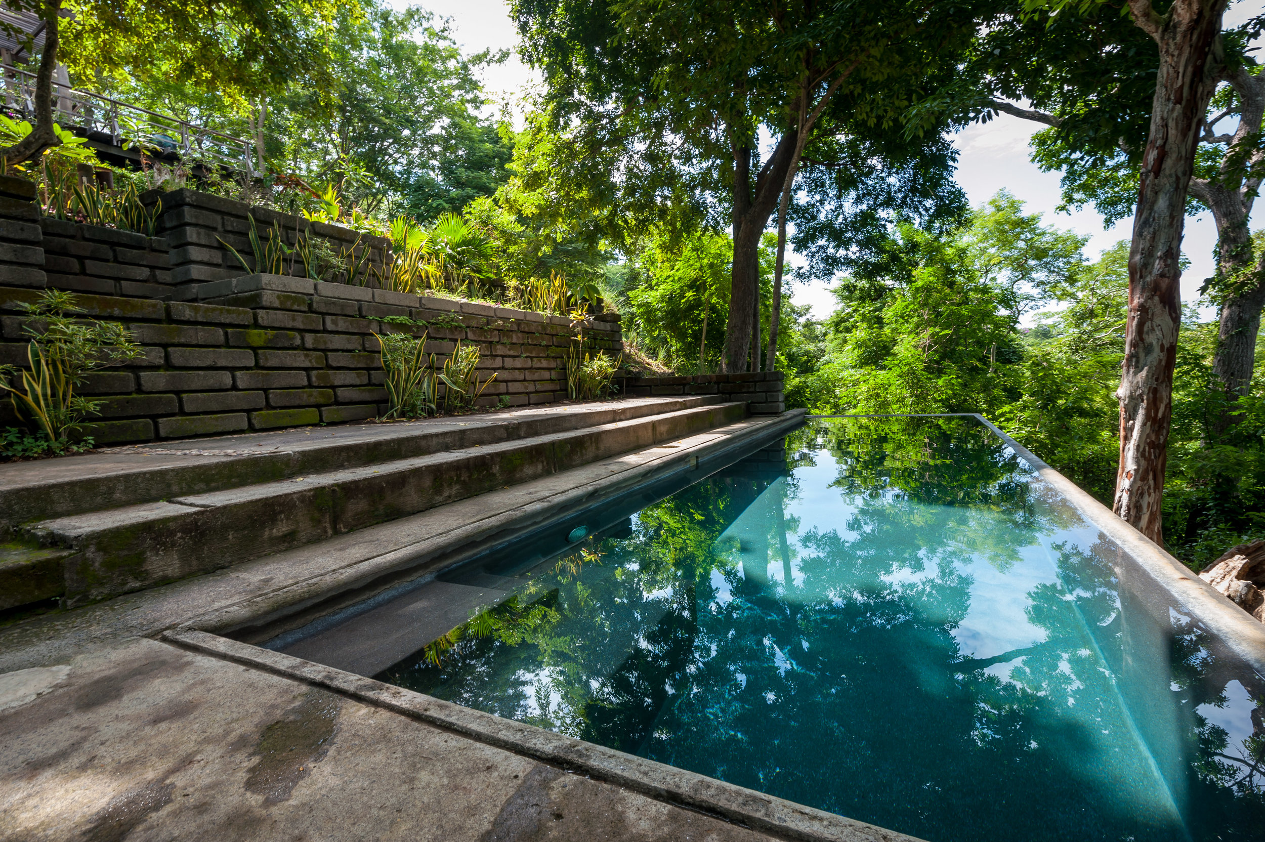 Shared jungle pool