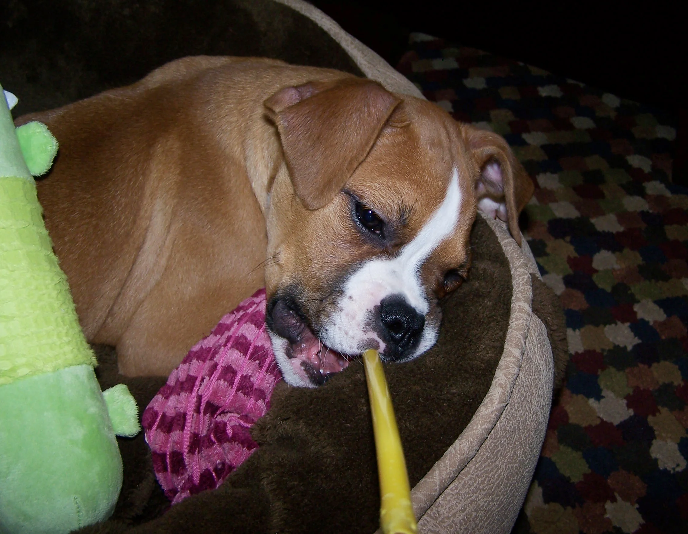 Biggs_Tired.jpg