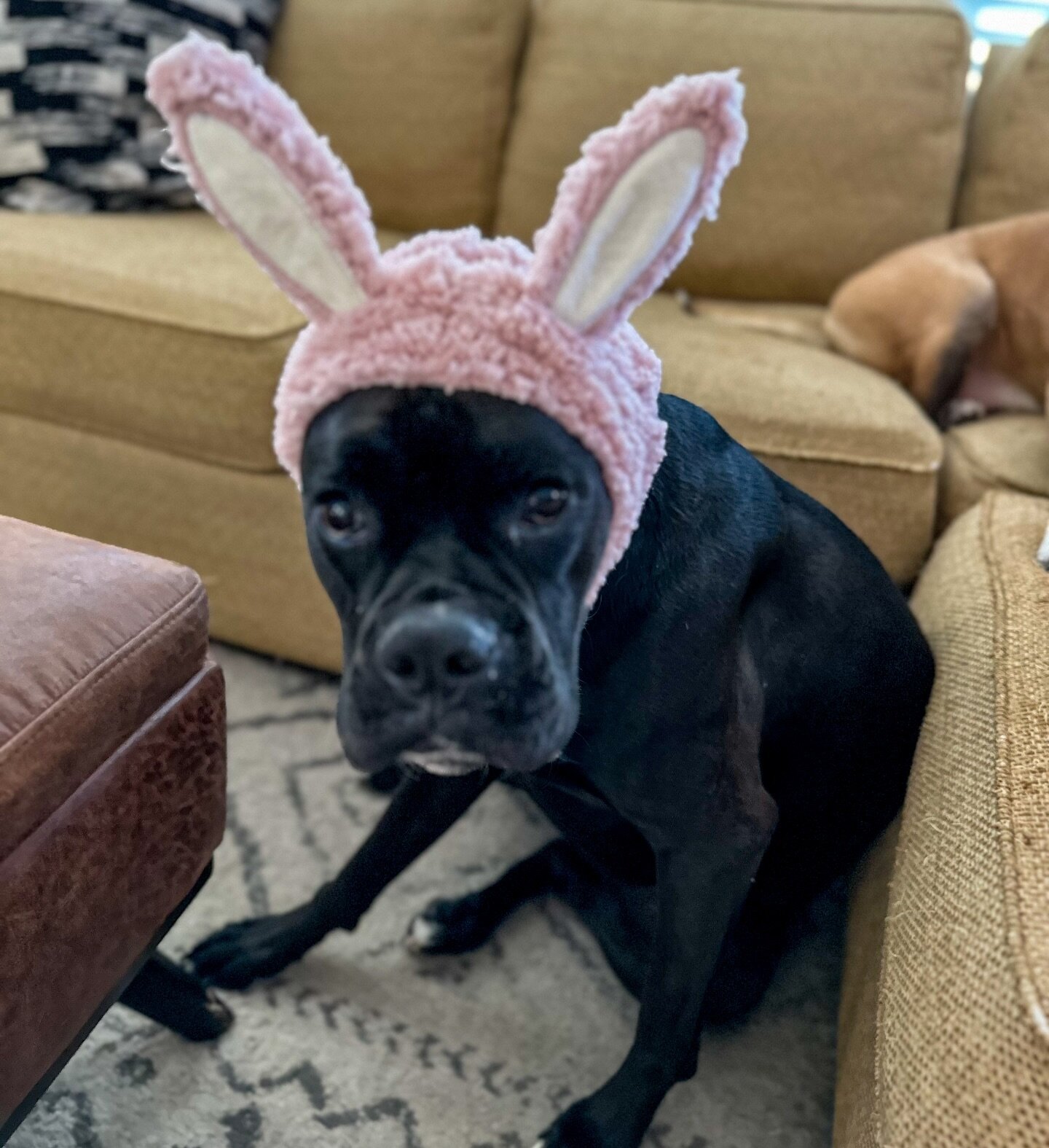 Happy Easter #stormitheboxer