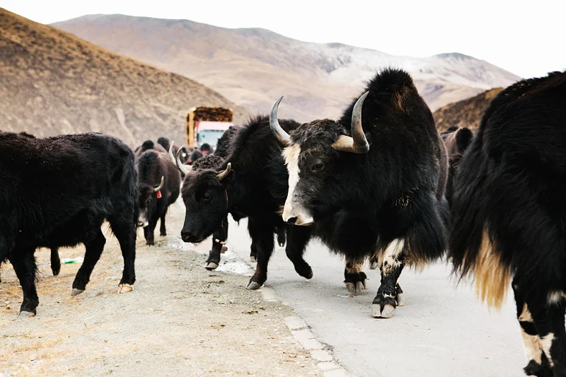 PageImage-20785-3588772-holt_111031_Tibet_0613.jpg
