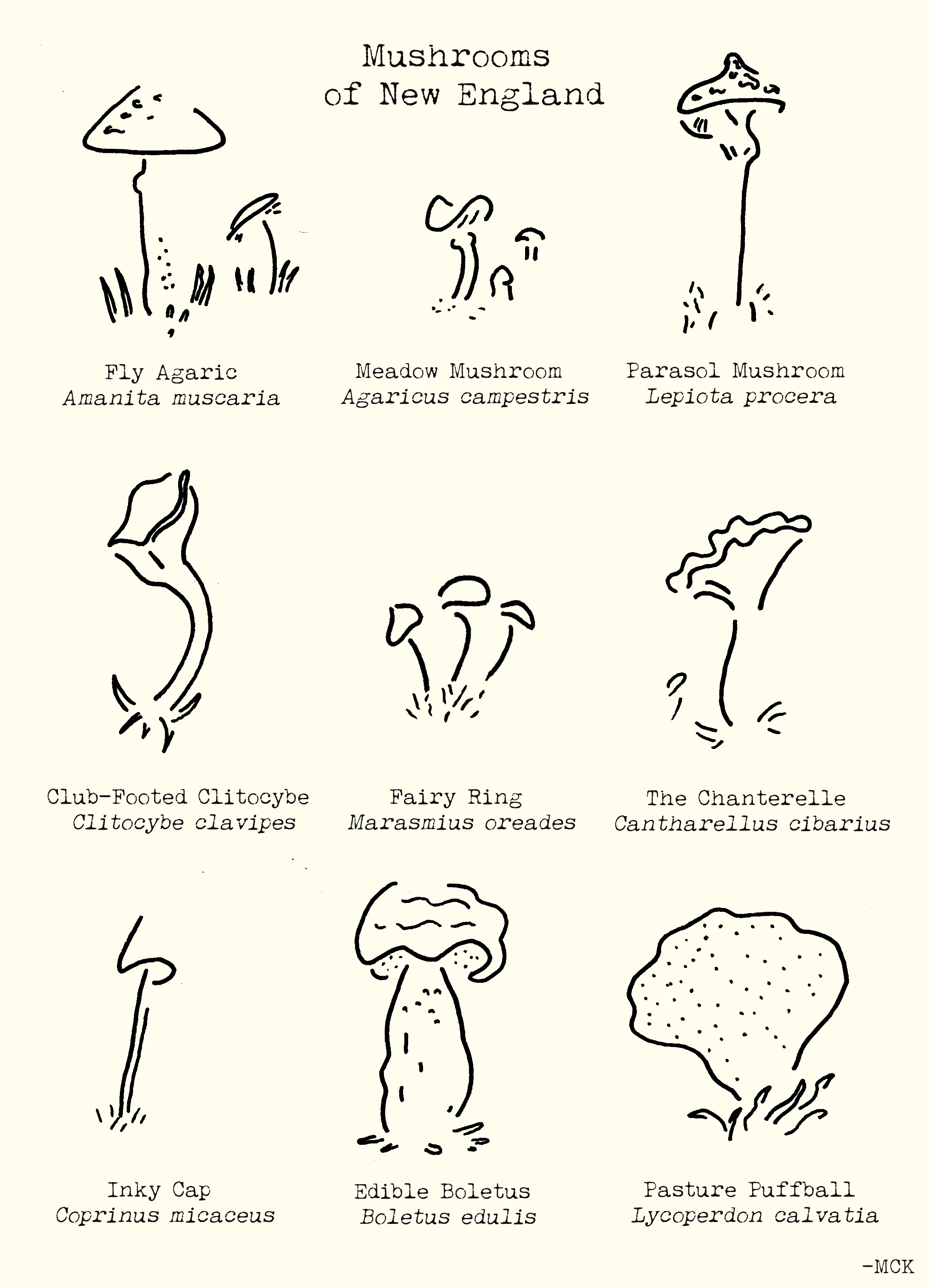 mushrooms.jpg
