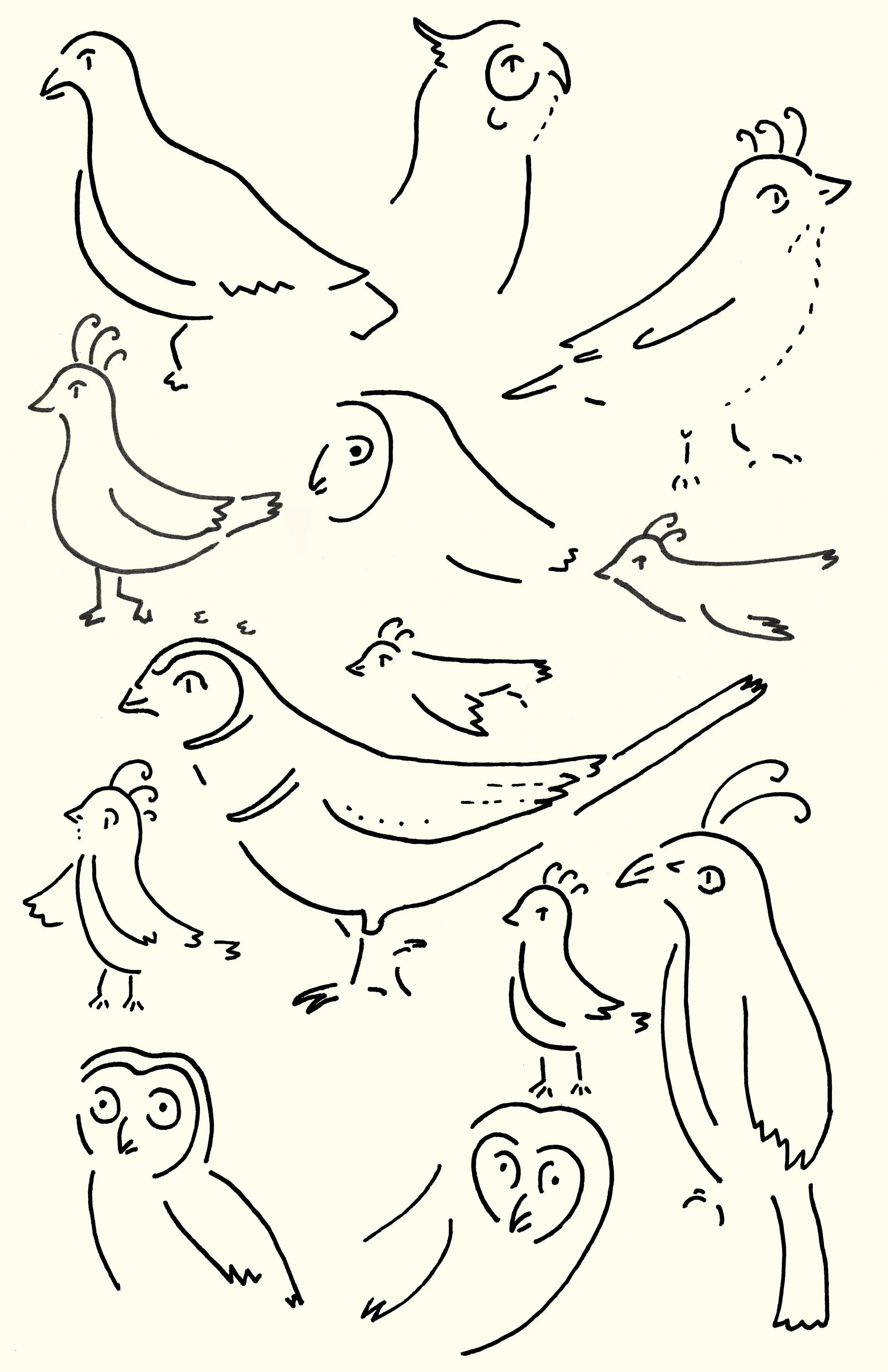 birds.jpg