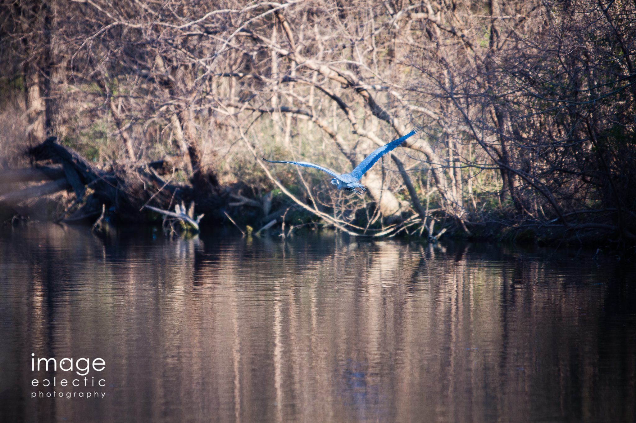 Bird in Flight