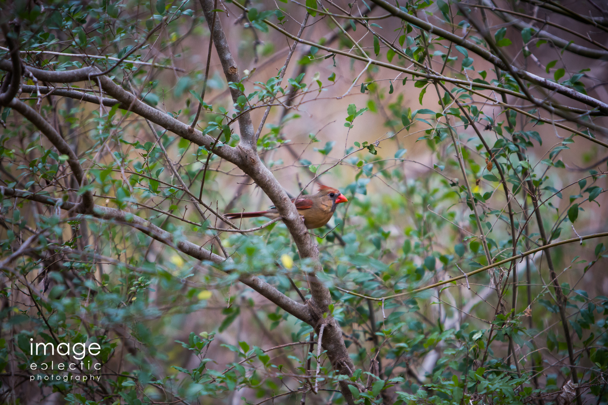 Cardinal in the Bush