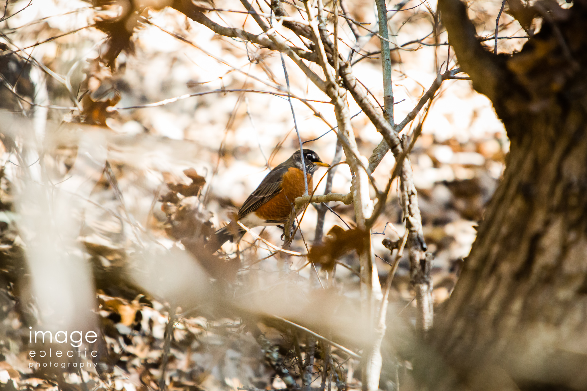 Bird Hunting