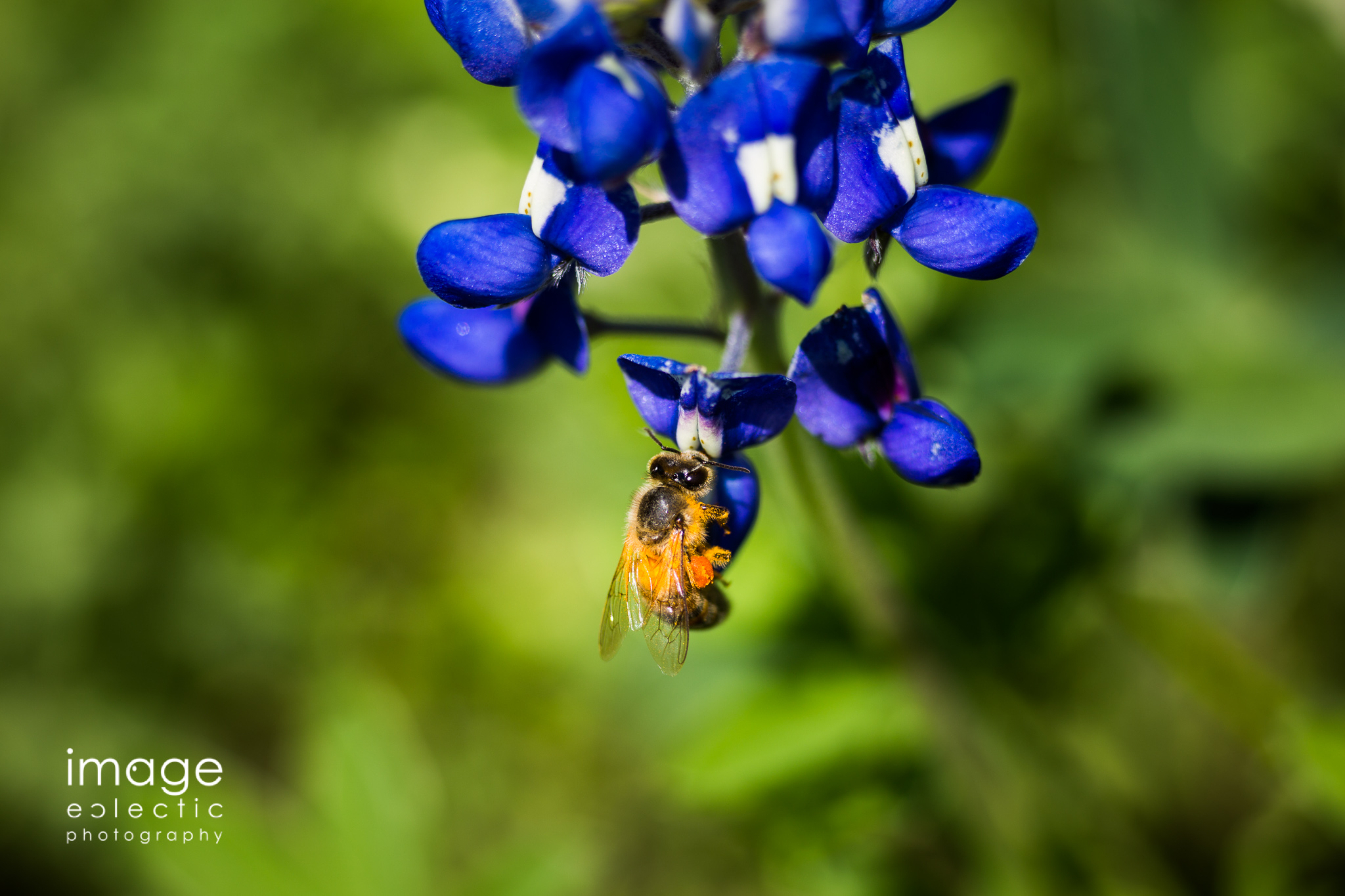 Pollen!