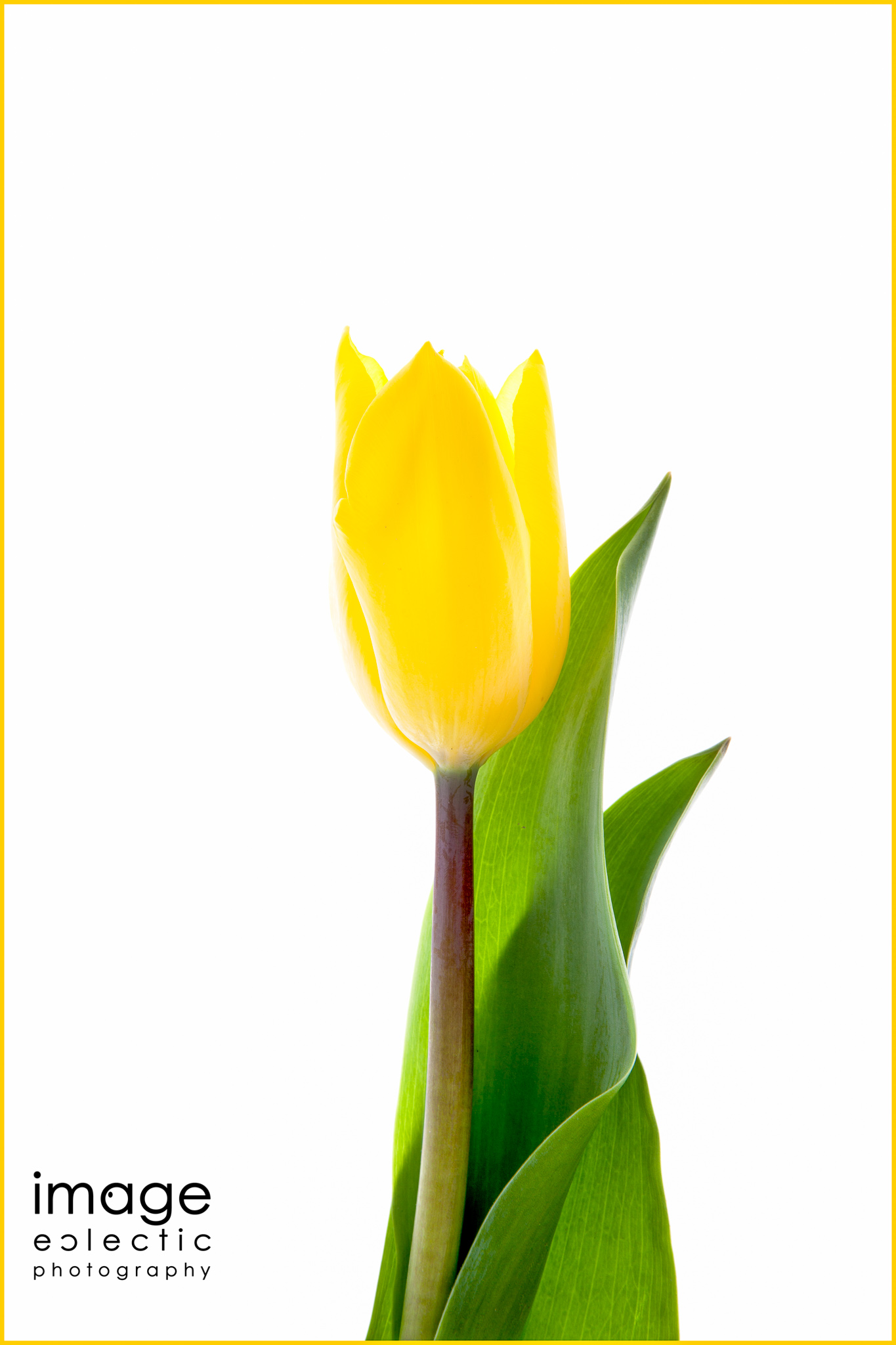Yellow Tulip