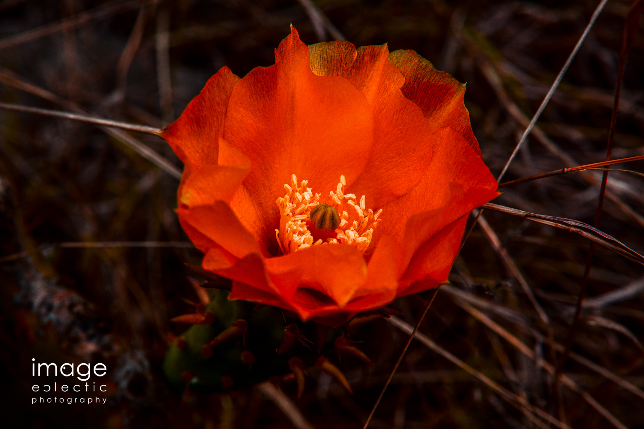 Cactus Bloom