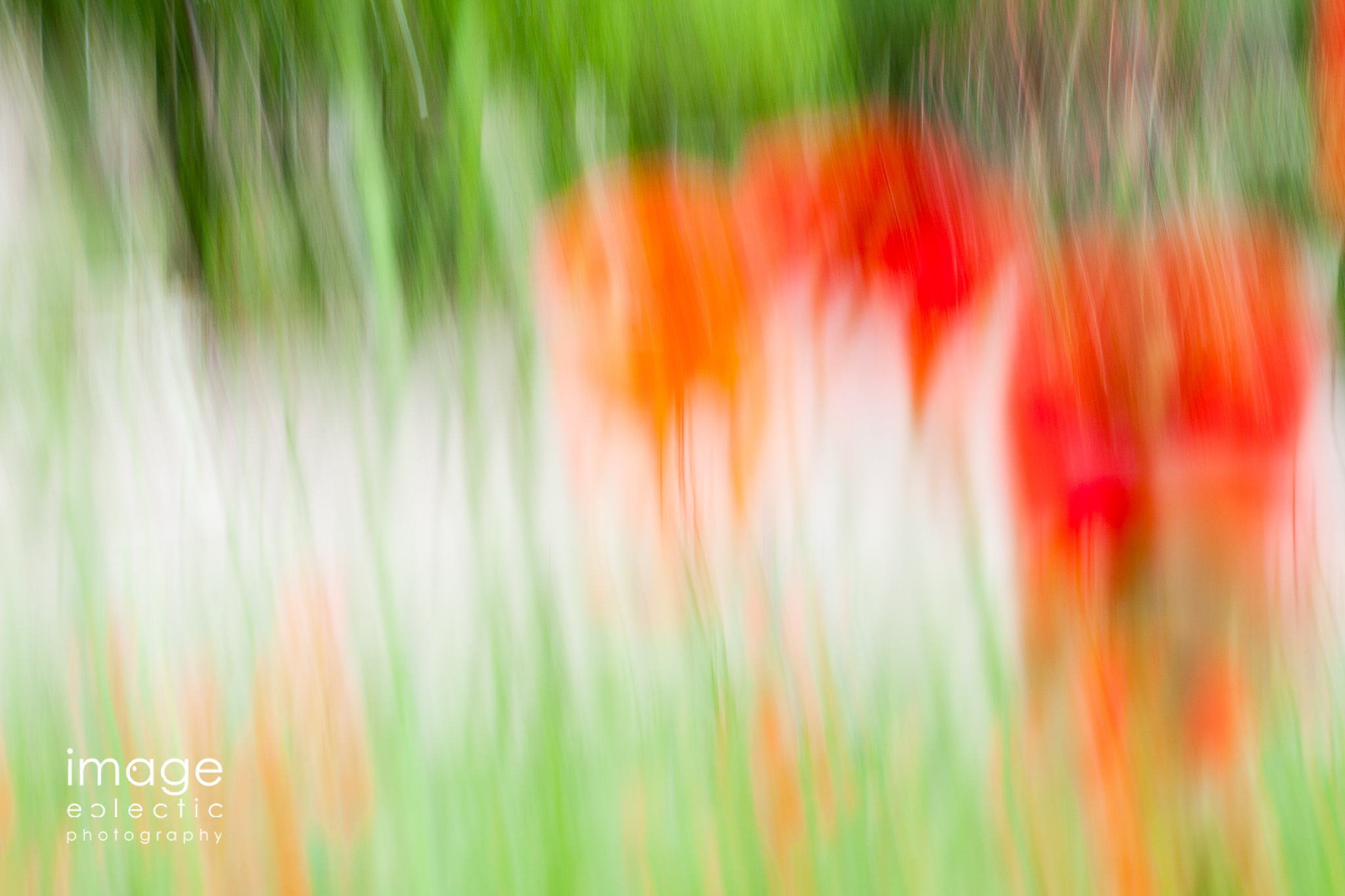 Poppies