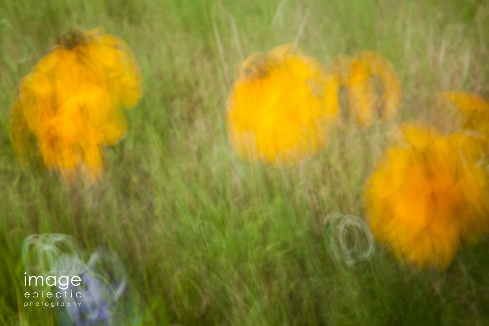 Dandelions