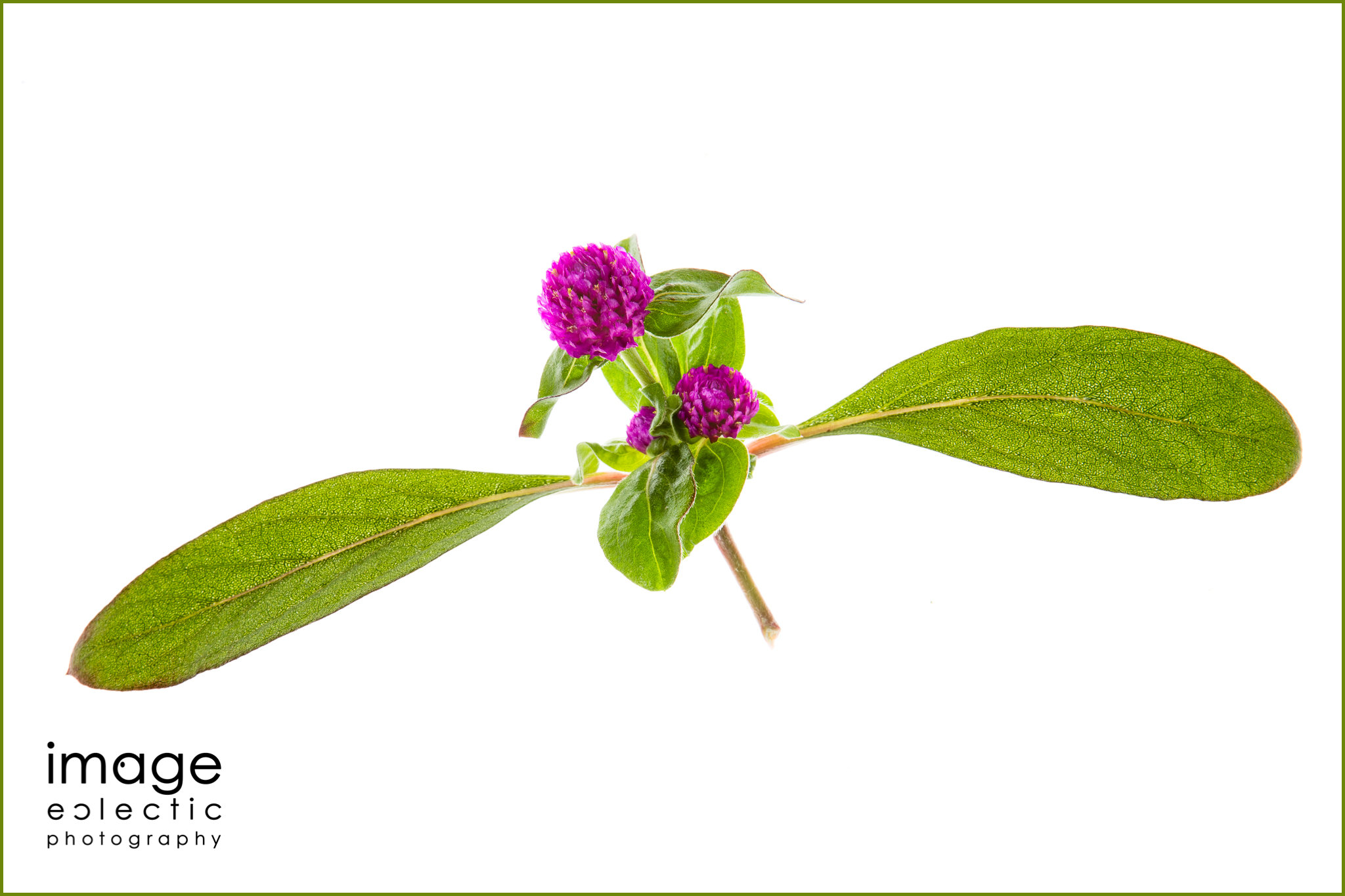 A Dahlia