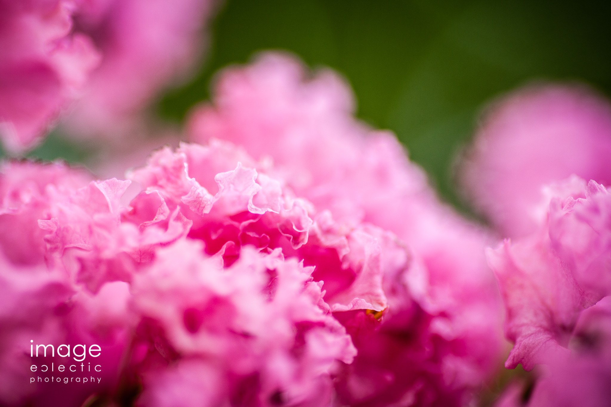 Lace in the Garden