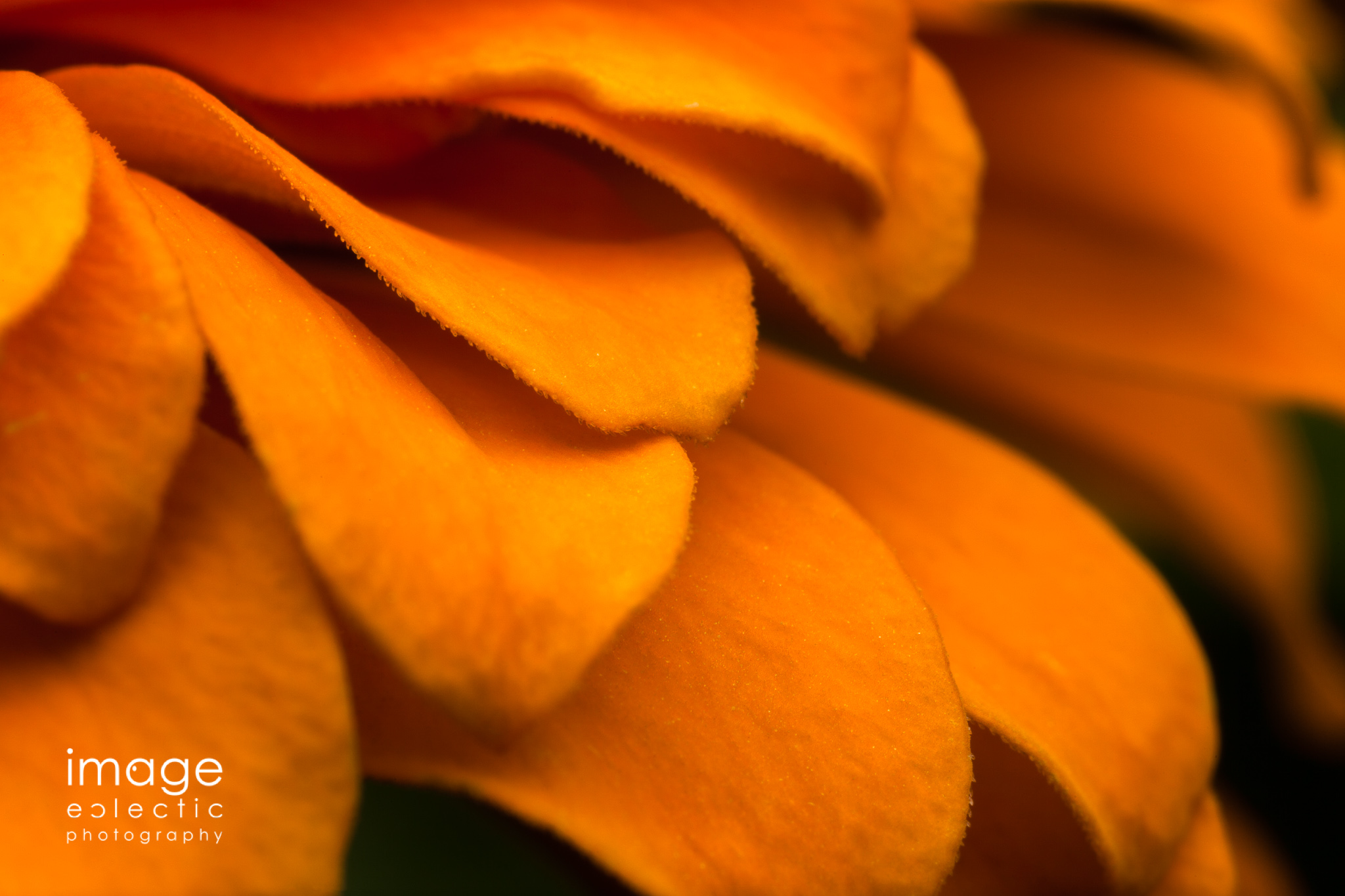 Orange Petals