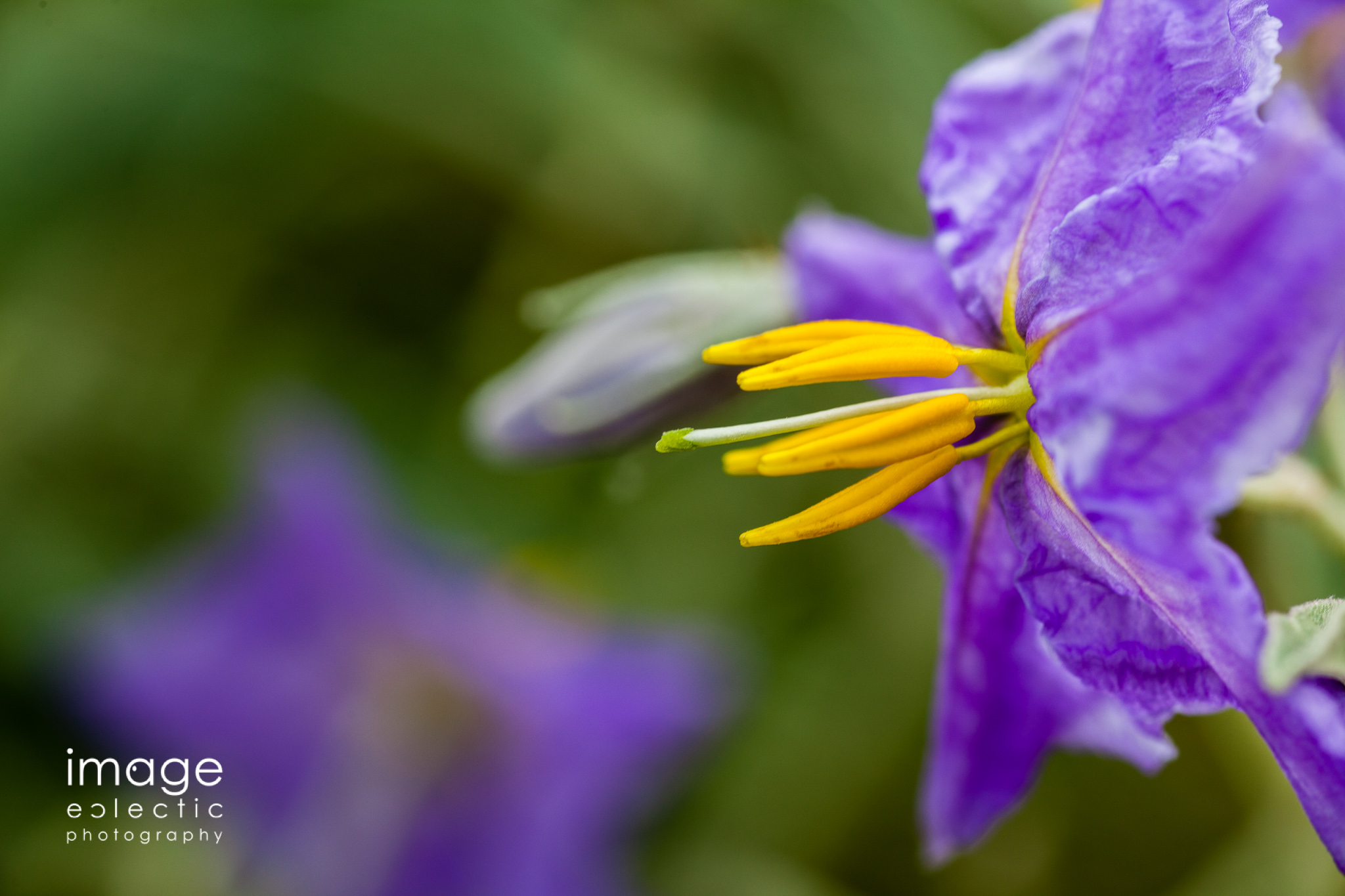 Silverleaf Nightshade