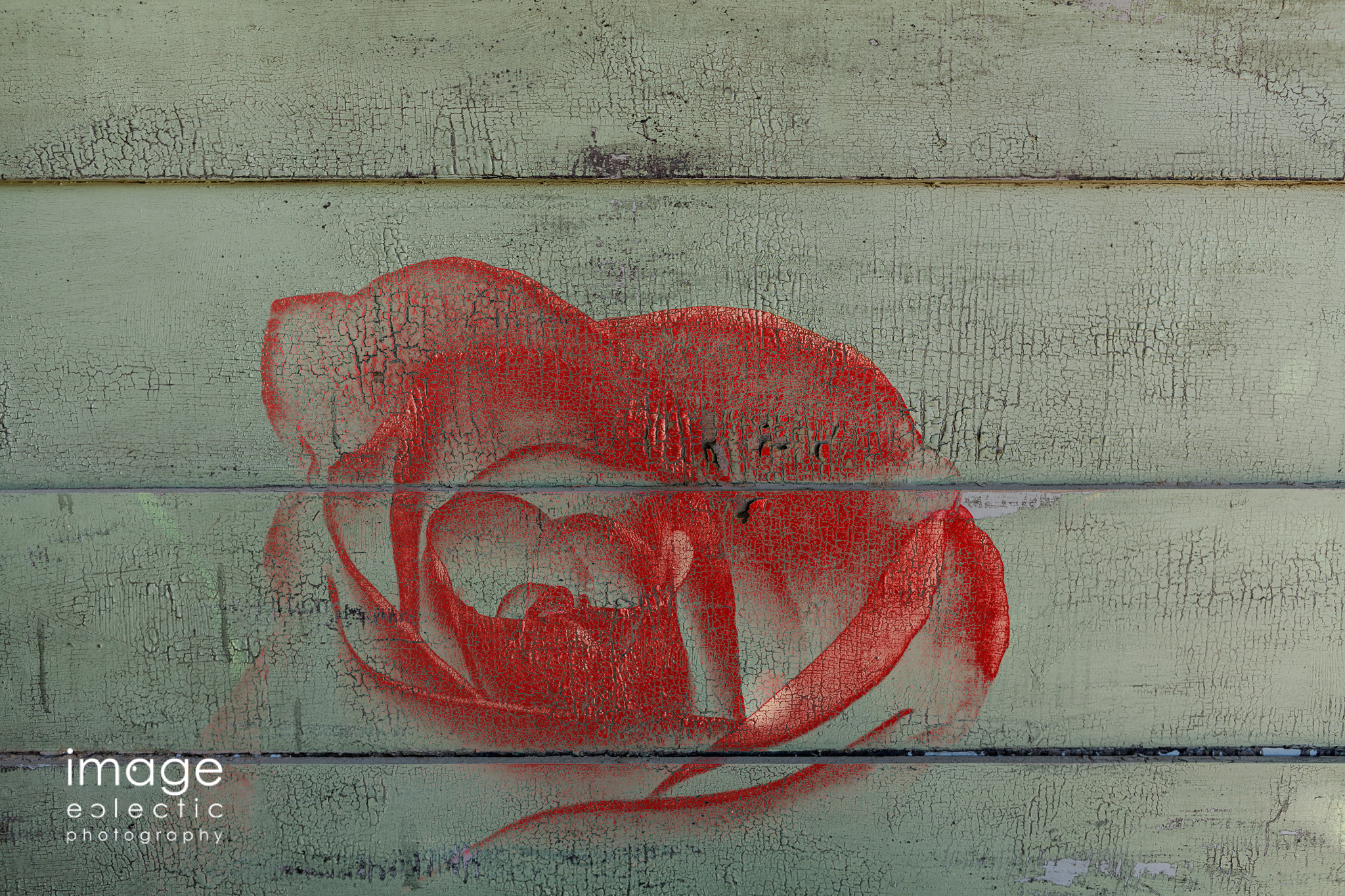 Rose on Wall